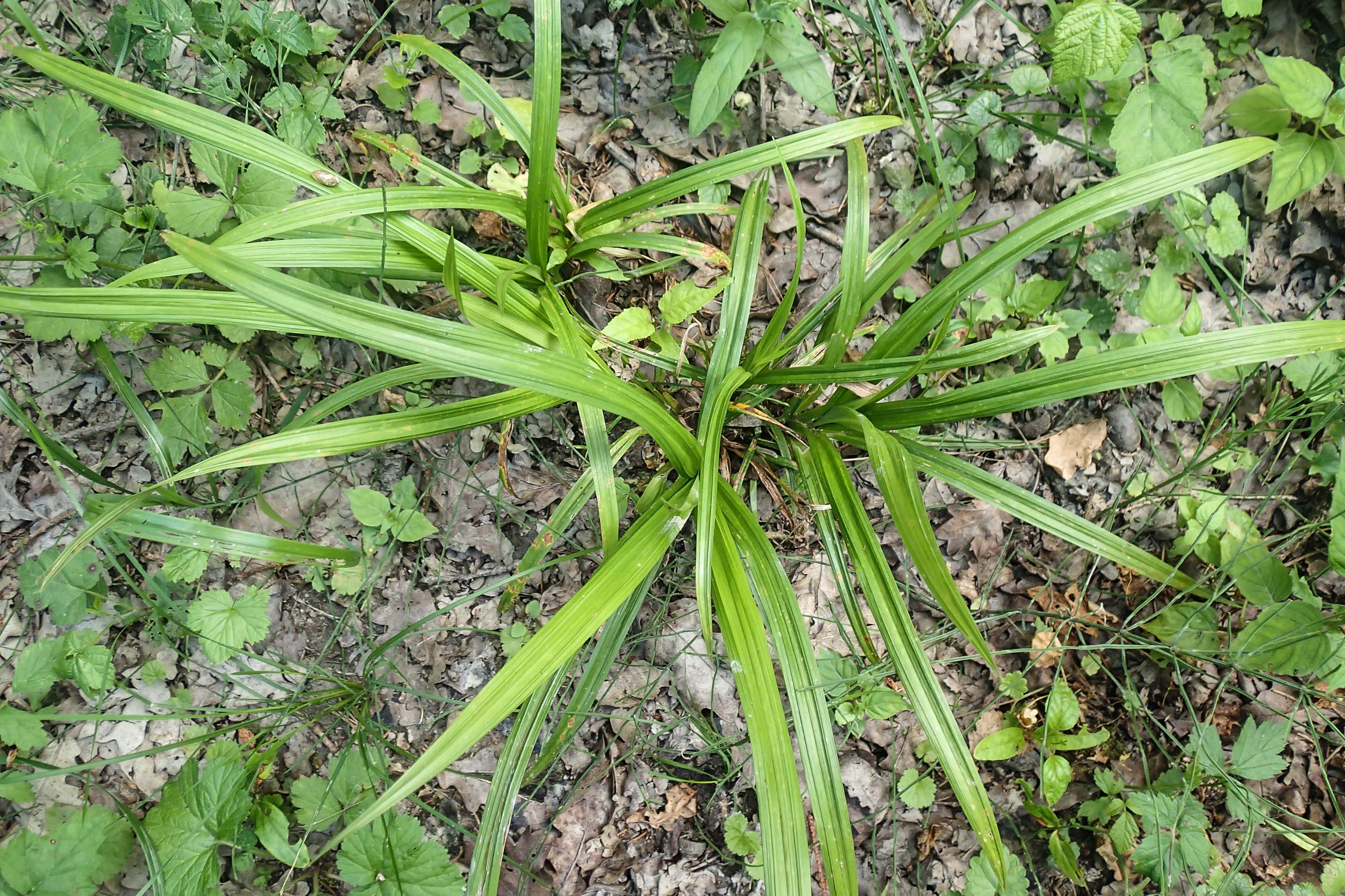 Carex strigosa_Blätter.jpg
