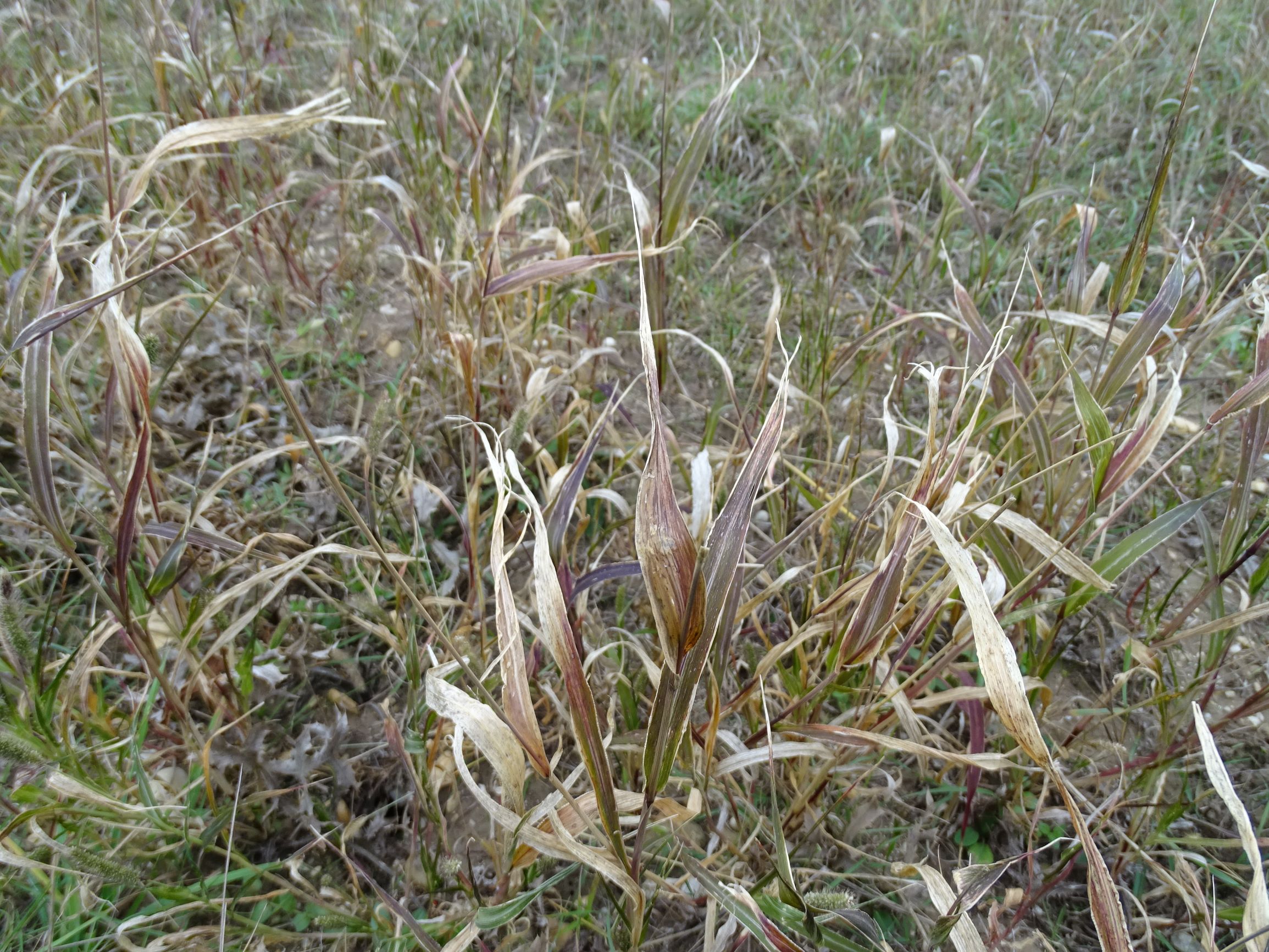 DSC05094-kopie.JPG