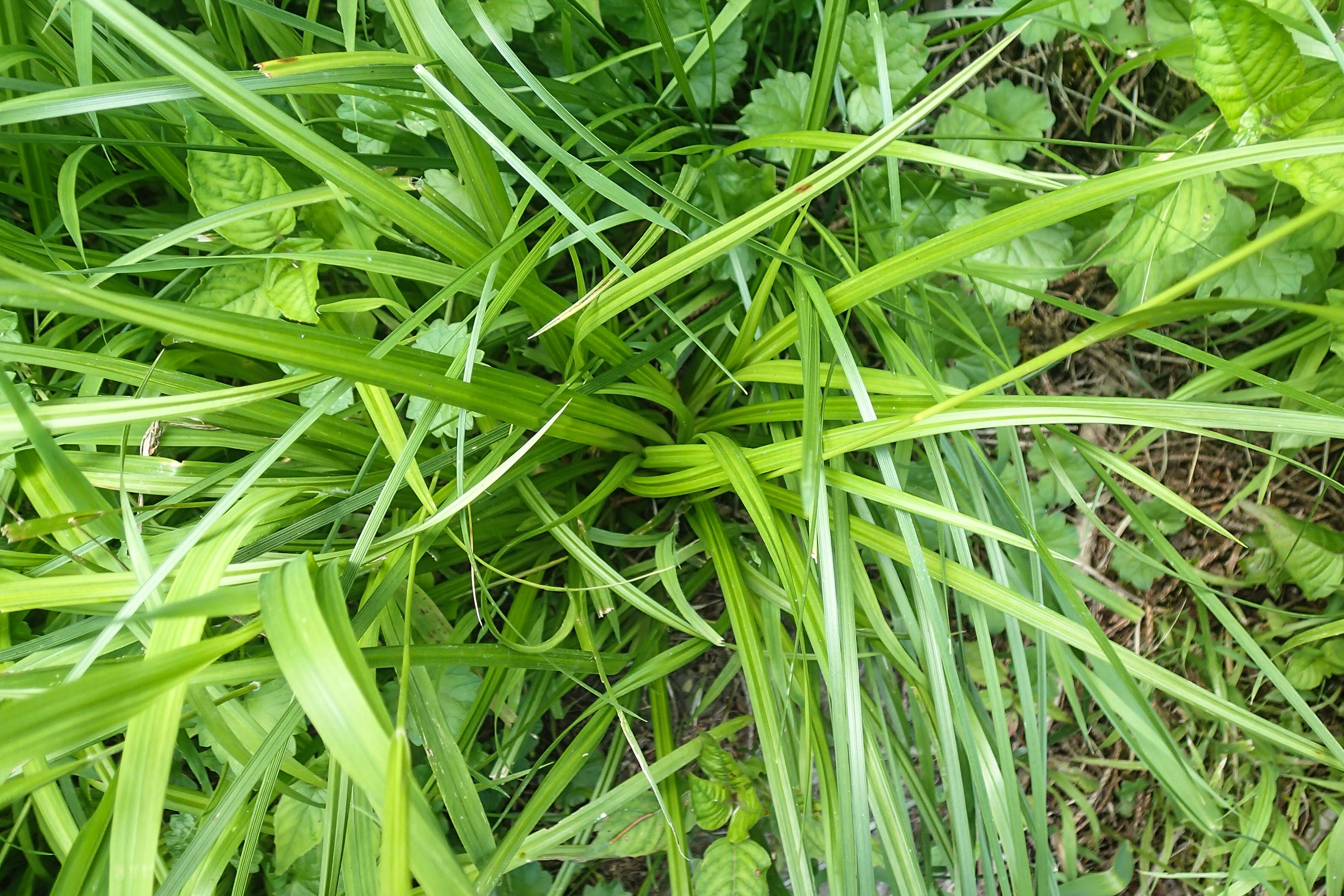 Carex sylvatica_Blätter.jpg