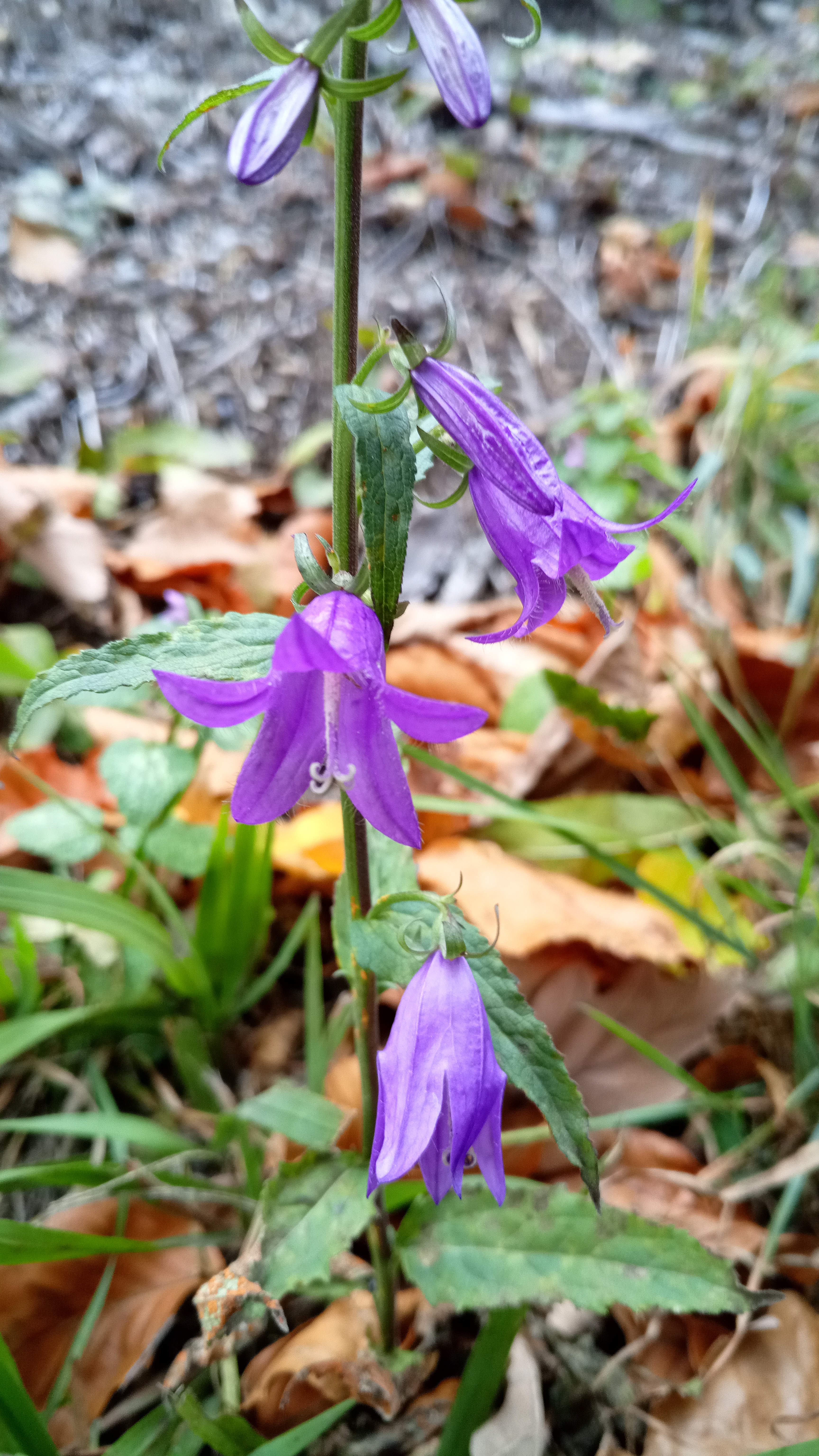 Campanula rapunculoides_191103_Gloggnitz.jpg