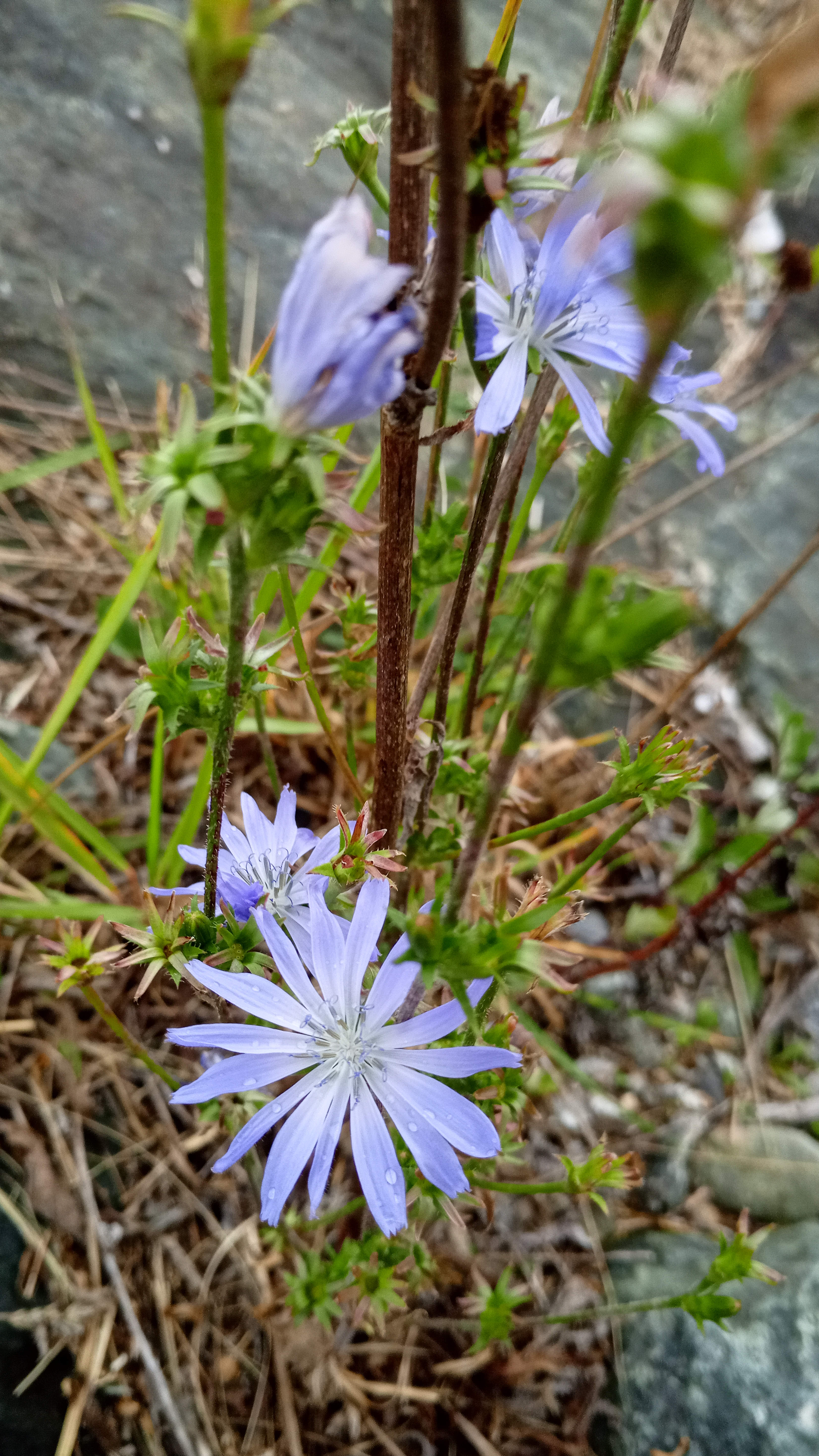 Cichorium intybus_191103_Payerbach.jpg