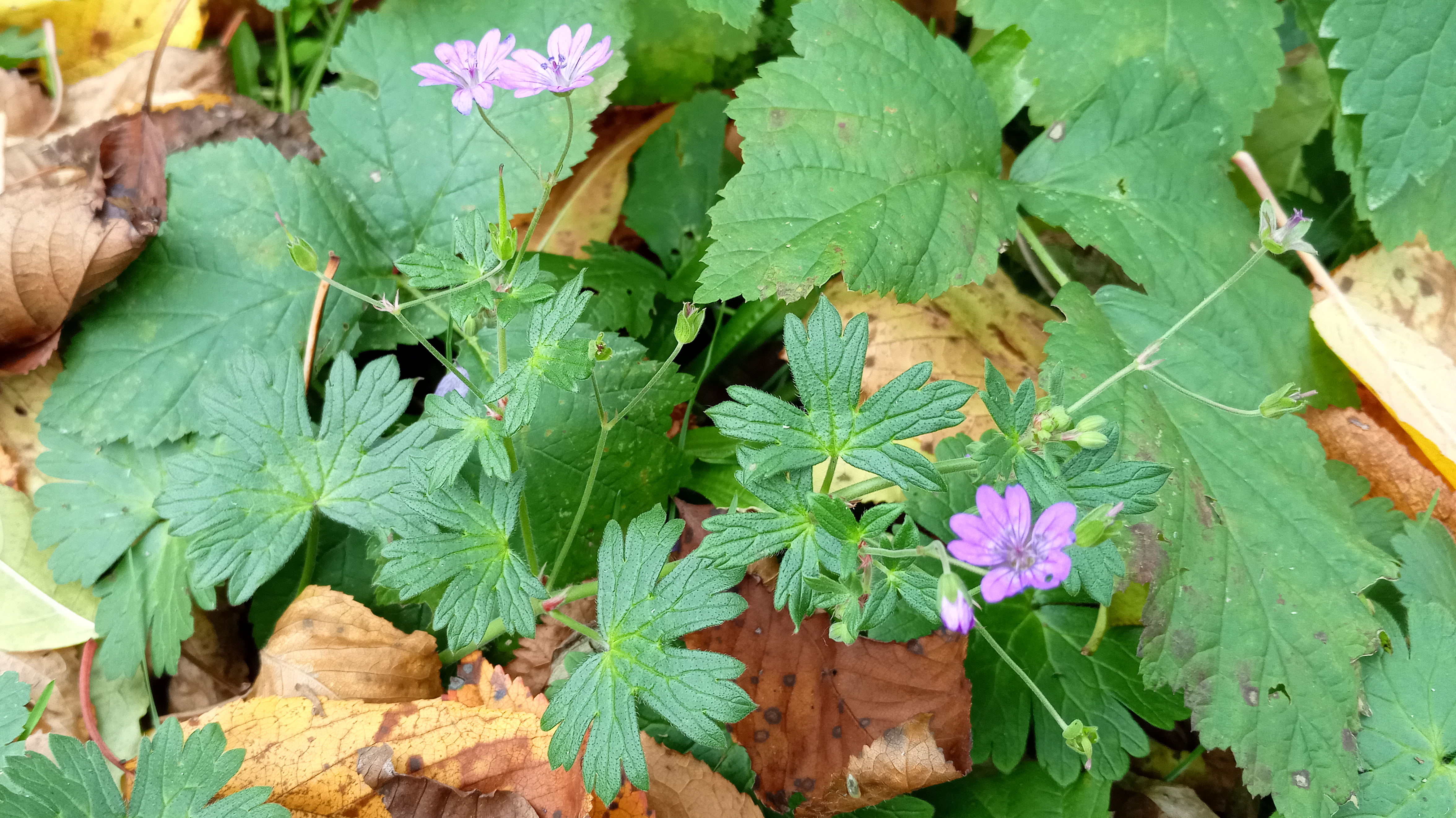 Geranium pyrenaicum_191103_Ternitz_1.jpg