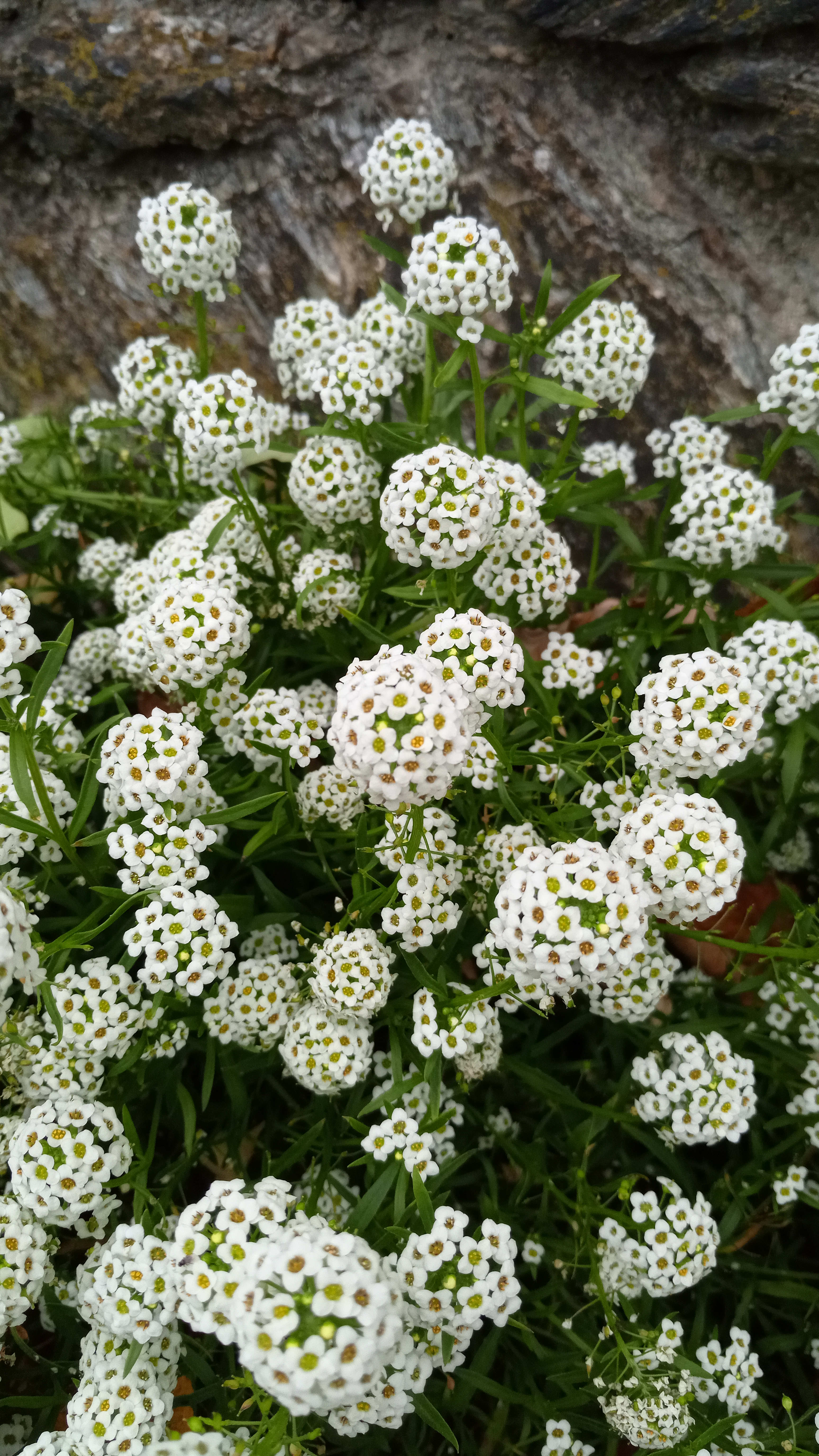 Lobularia maritima_191103_Gloggnitz.jpg