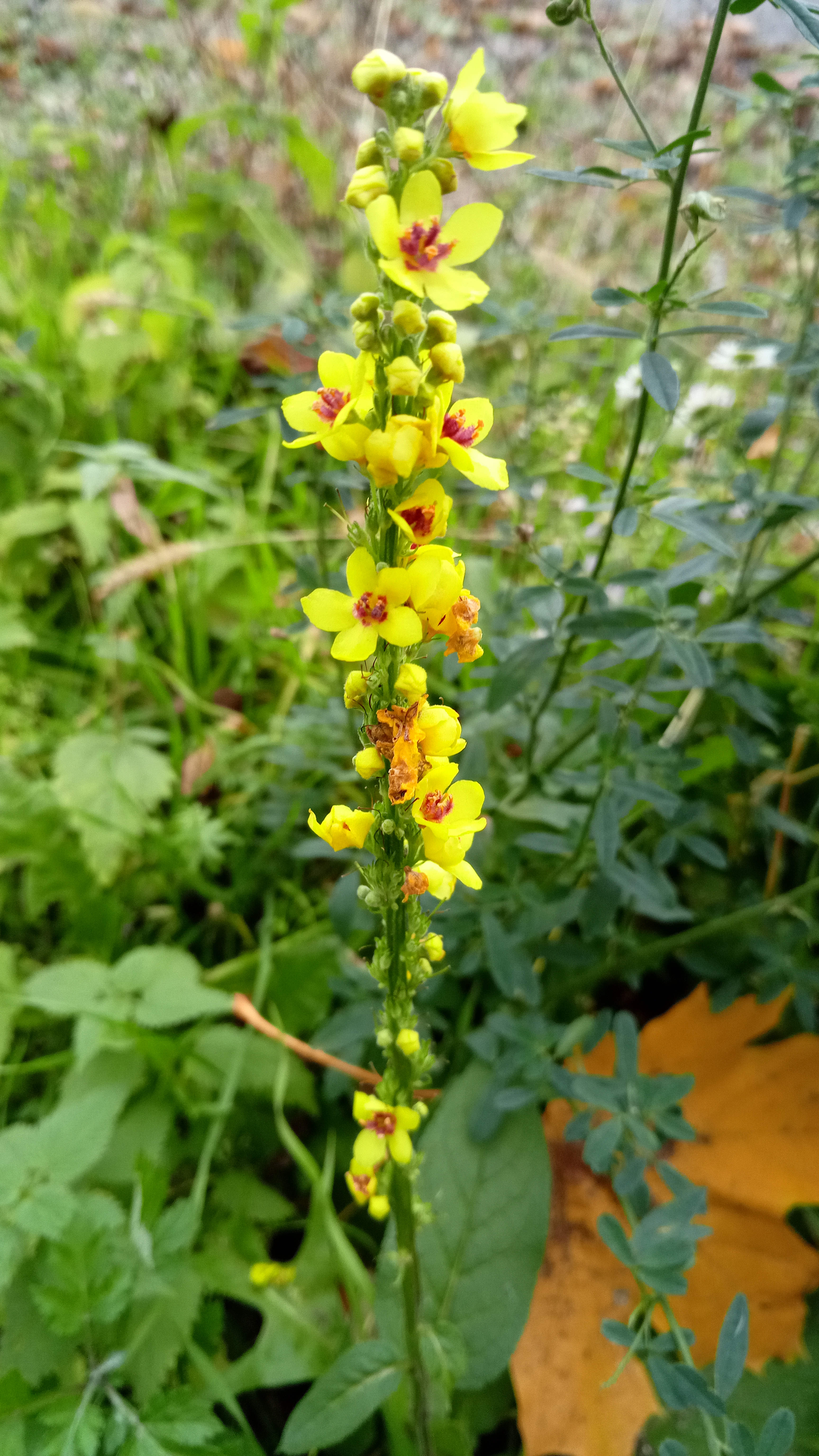 Verbascum nigrum_191103_Gloggnitz.jpg