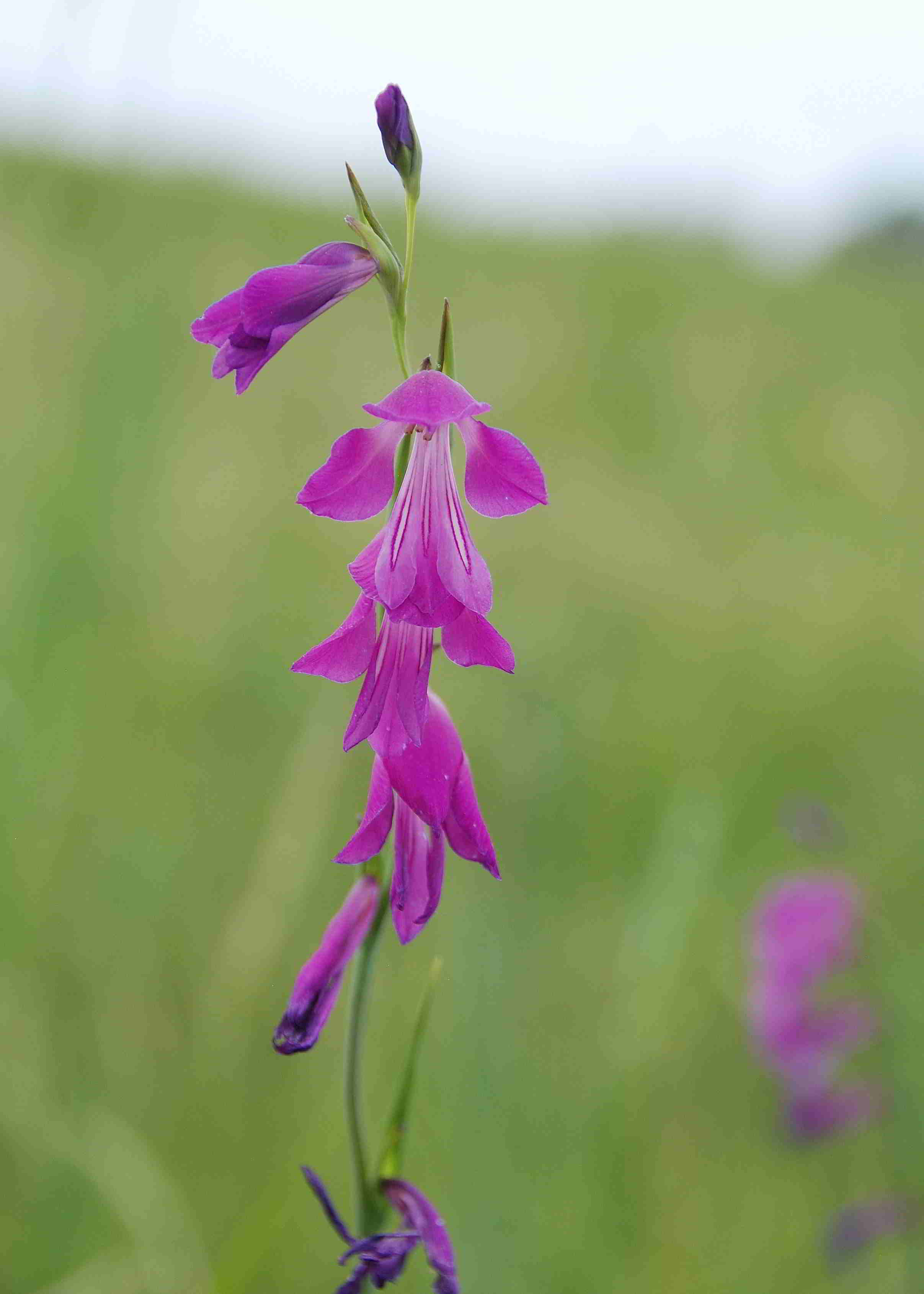 Pischelsdorfer Wiese-25062017-(15).JPG