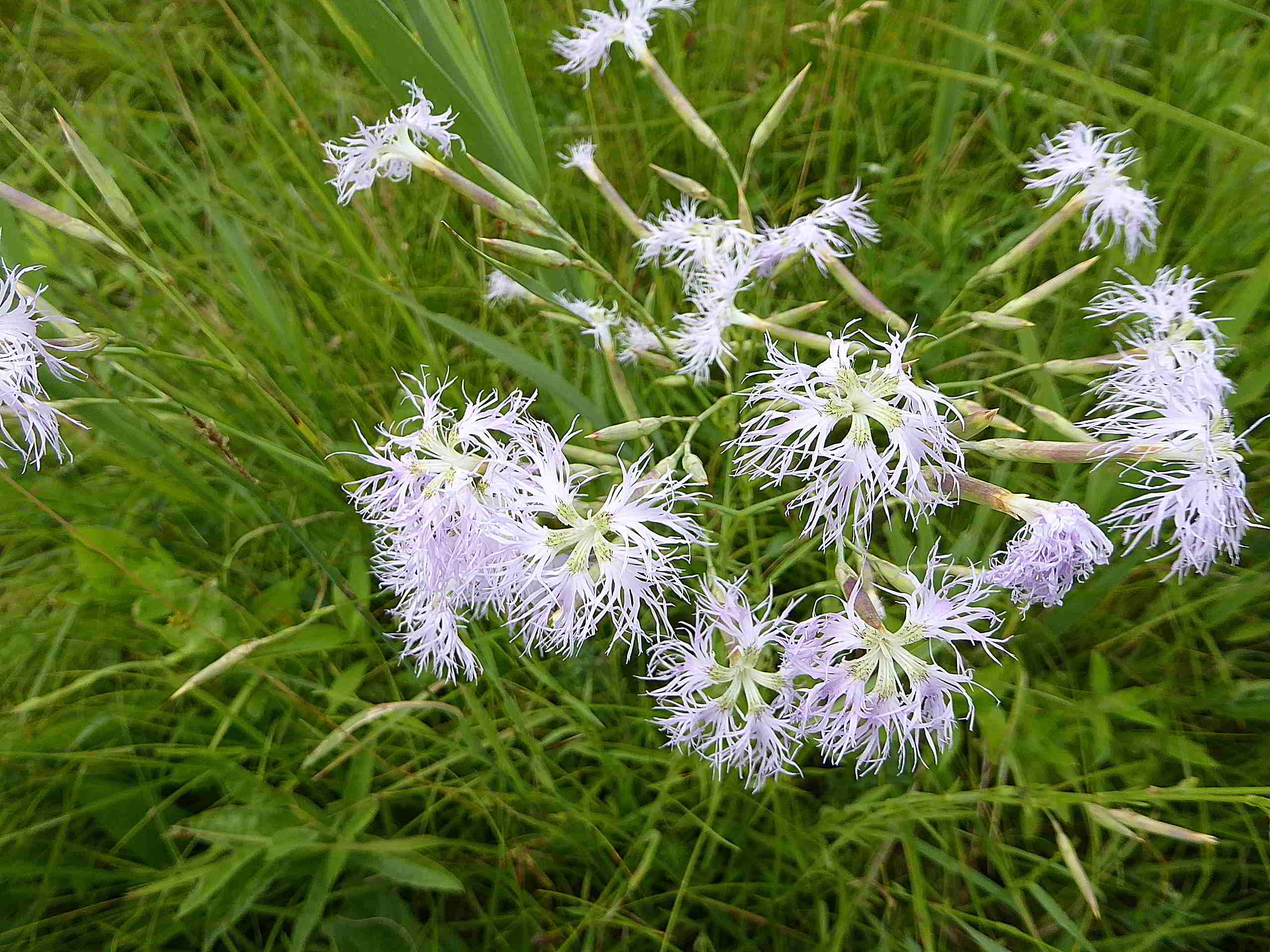 Pischelsdorfer Wiese-25062017-(54).JPG