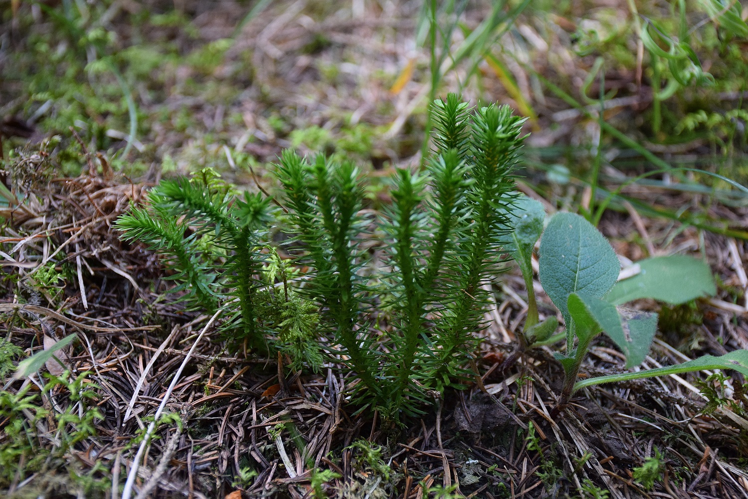 Kernhof-27082019-(49)-Kotgraben - Seitengraben rechts - Lycopodium annotinum - Wald-Bärlapp.JPG