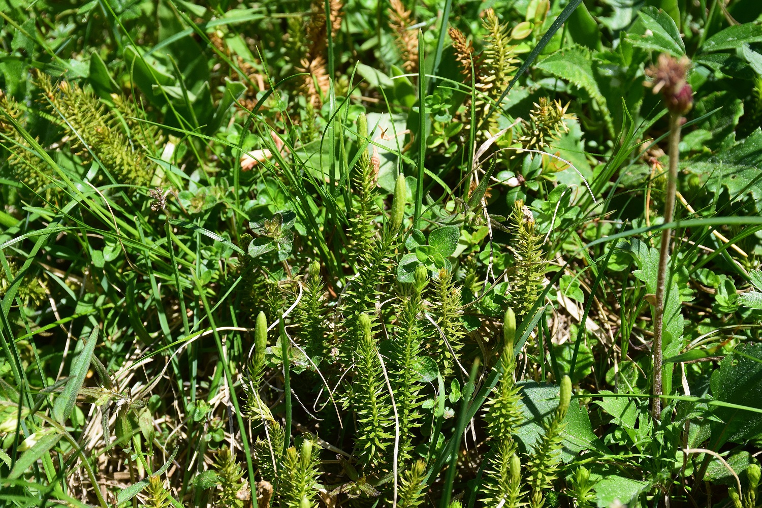 Tonion-28062019-(259) - Gipfelbereich - Lycopodium annotinum - Berg-Bärlapp.JPG