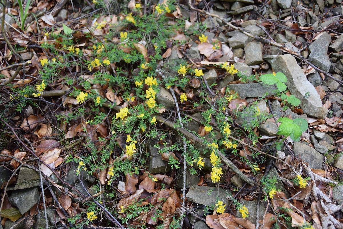 Bft-Festenbergrunde-04052019-(4) - Forstweg hinterer Gernberg.JPG