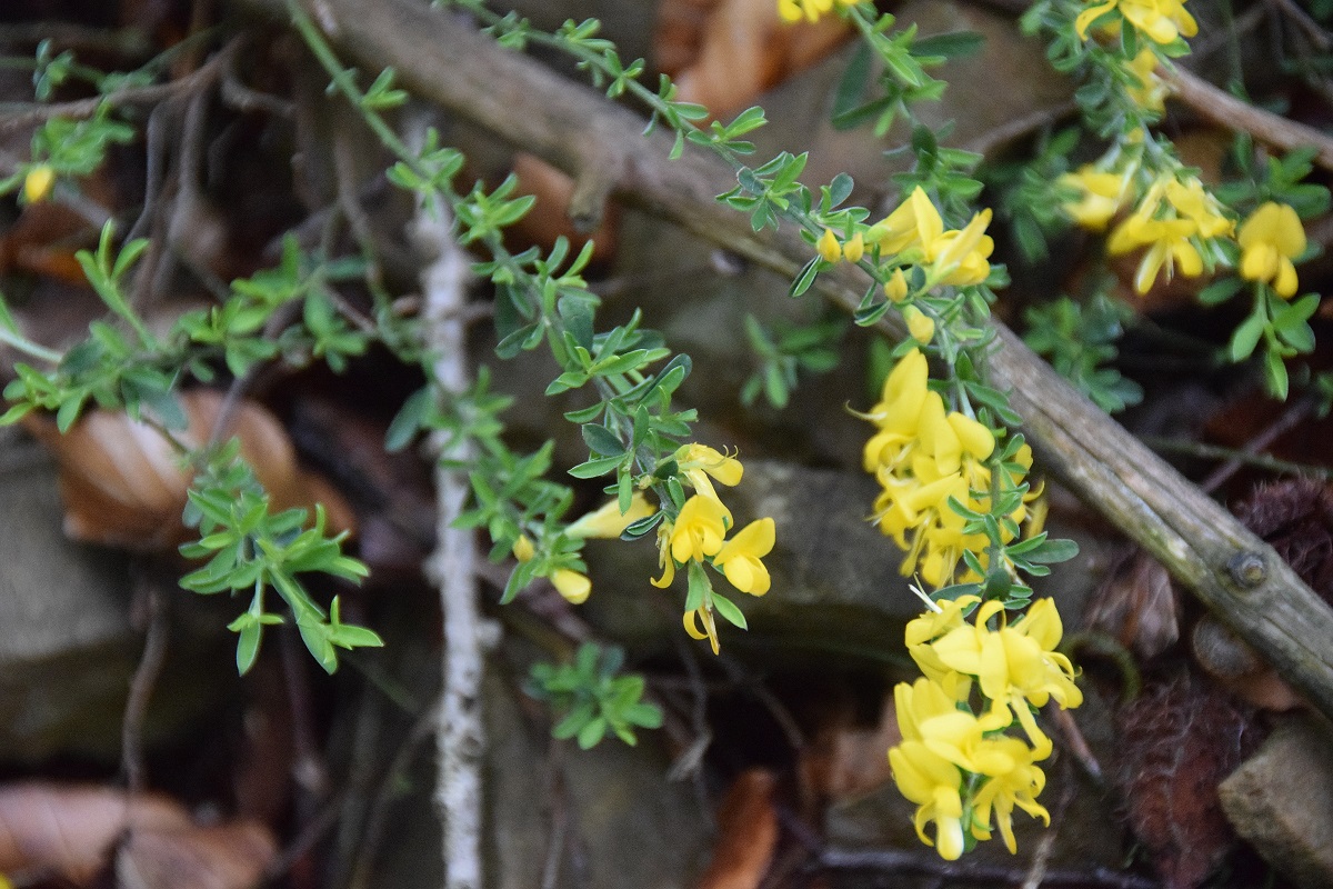 Bft-Festenbergrunde-04052019-(5) - Forstweg hinterer Gernberg.JPG