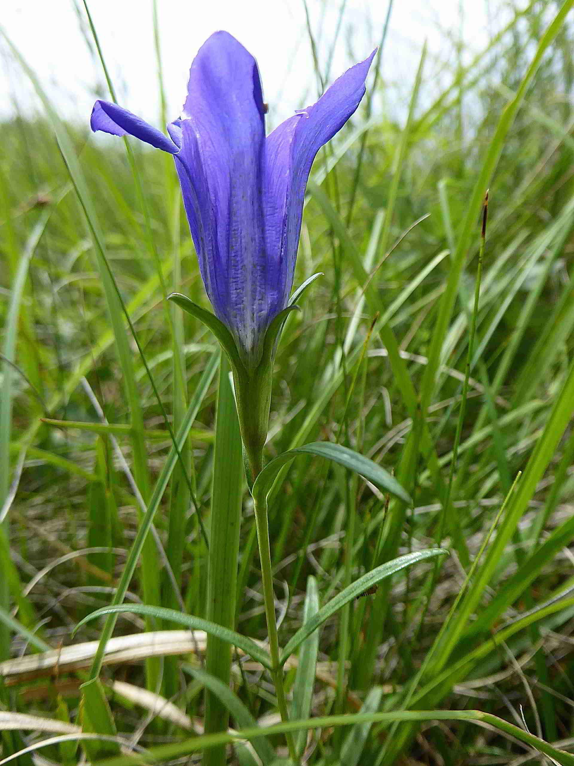 Pischelsdorfer Wiese-25062017-(86).JPG