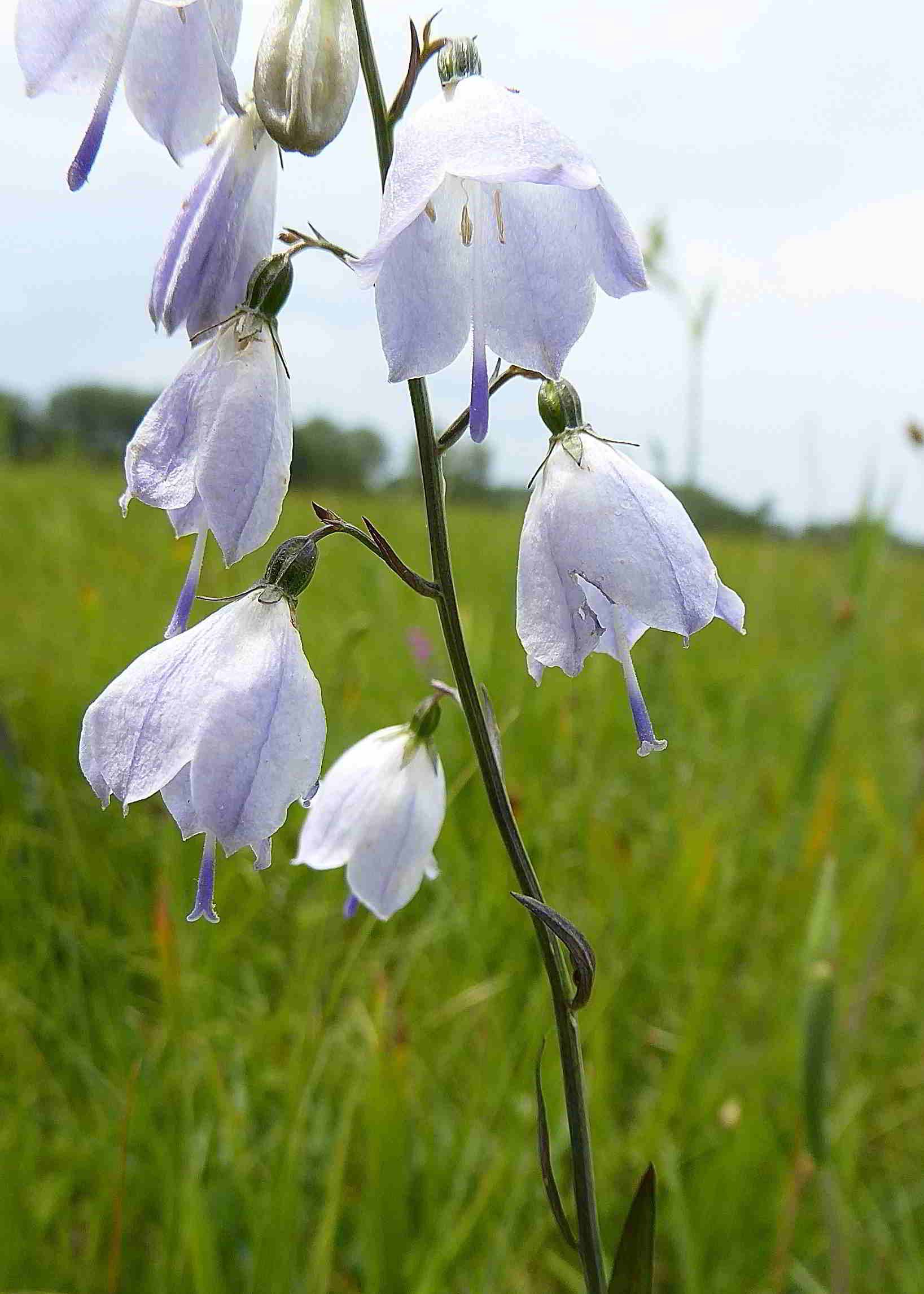 Pischelsdorfer Wiese-25062017-(90).JPG