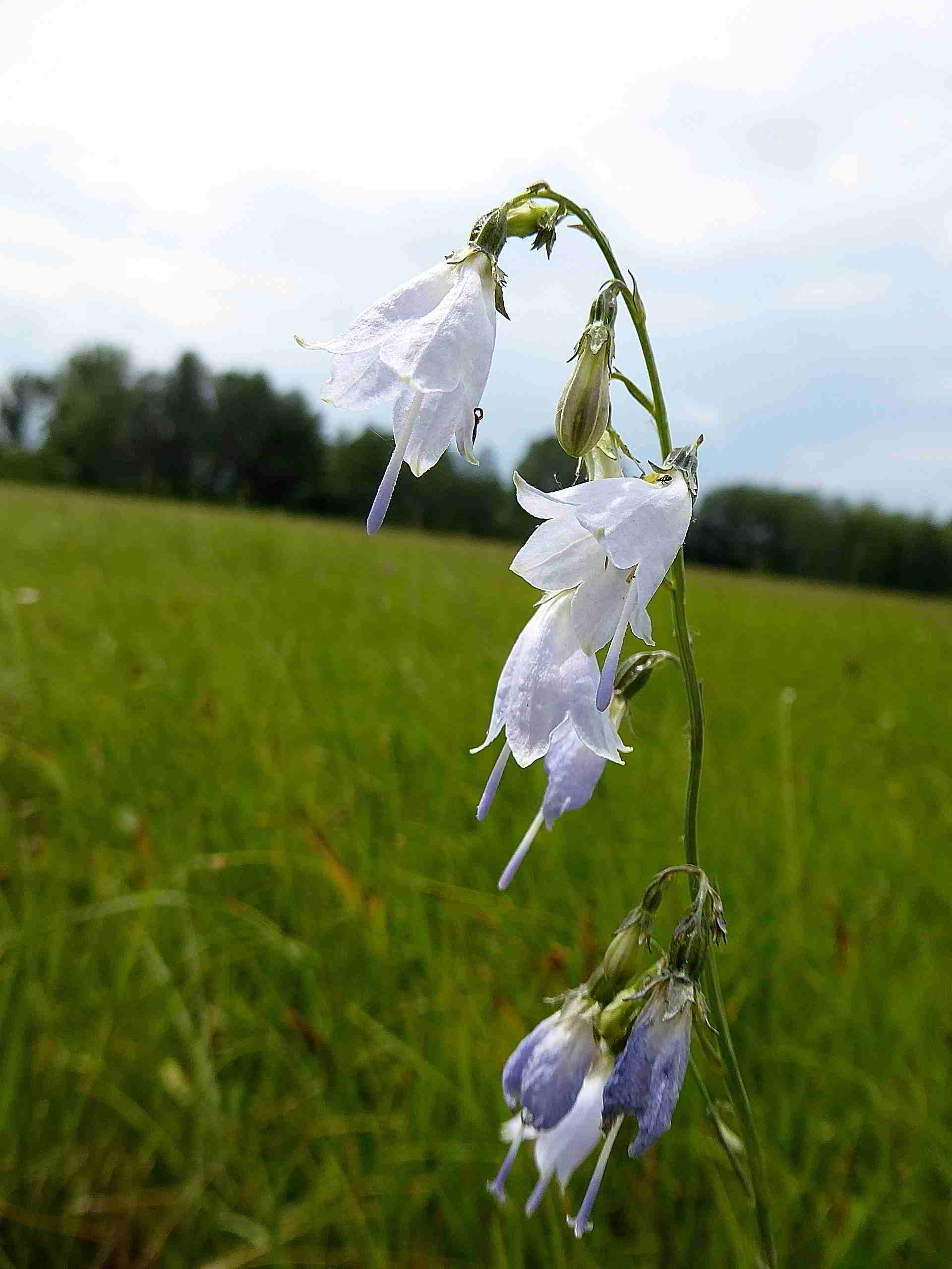 Pischelsdorfer Wiese-25062017-(88).JPG