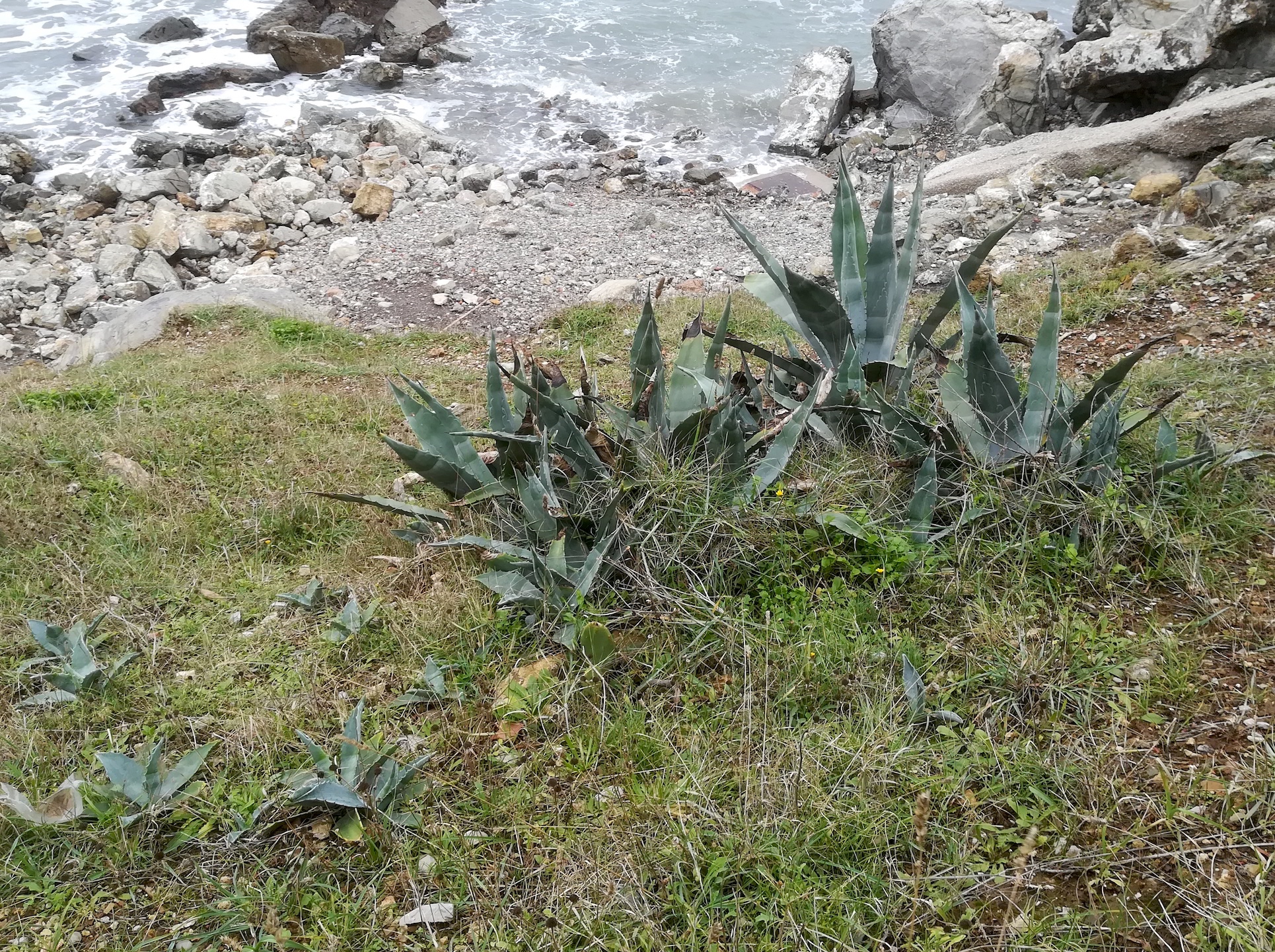 agave americana livorno_20191108_151145.jpg