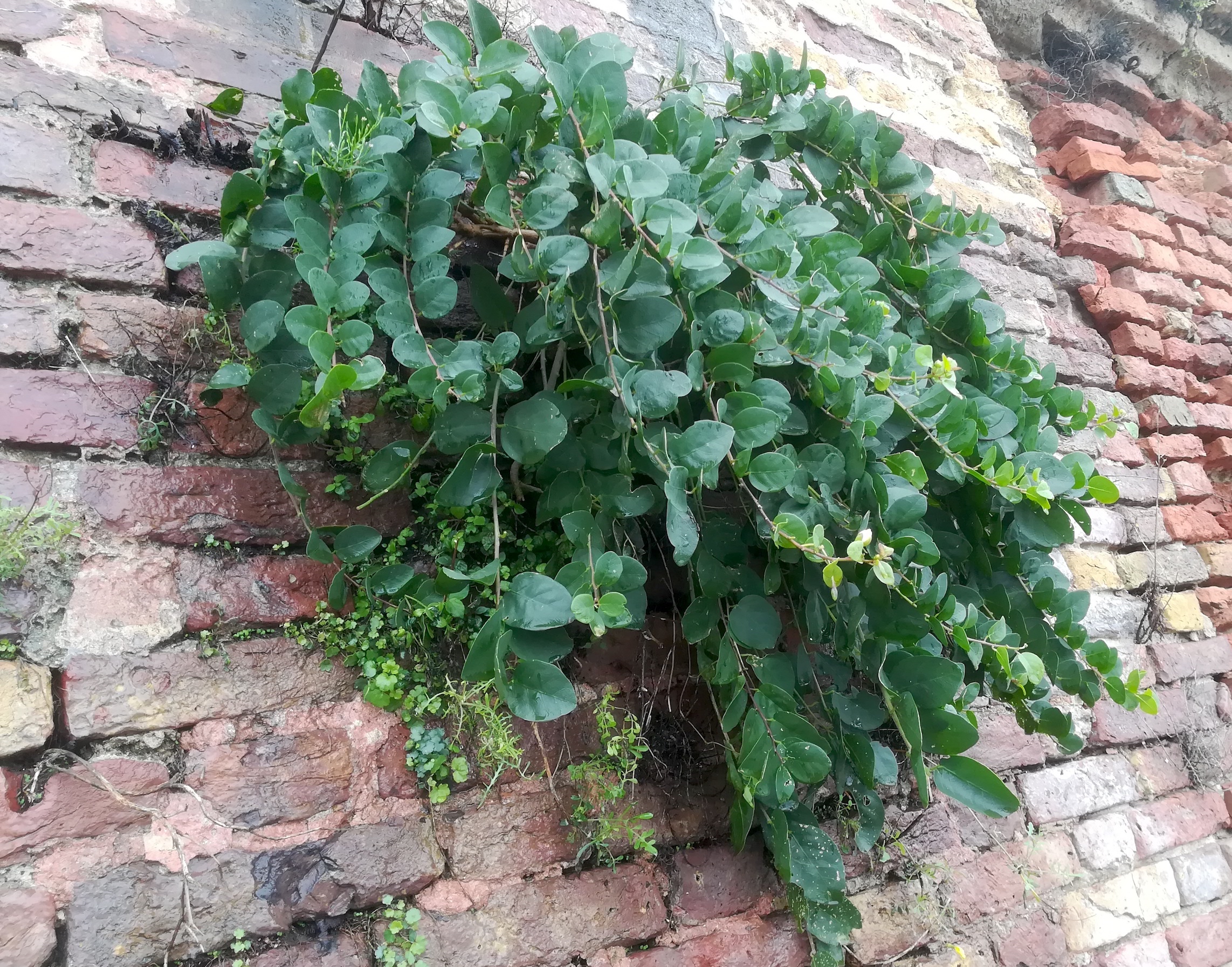 capparis spinosa livorno_20191108_100645.jpg