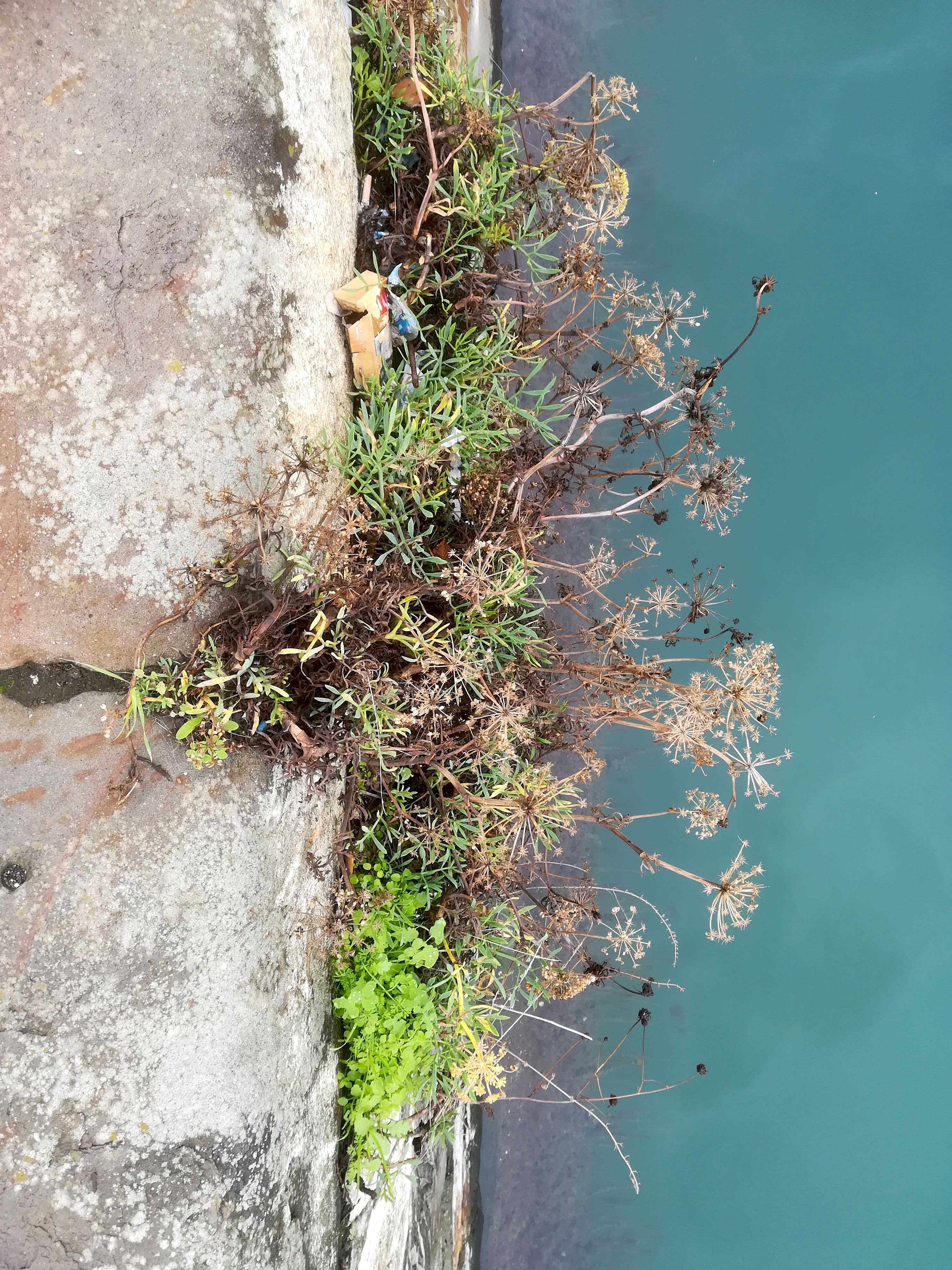 crithmum maritimum livorno_20191108_101358-1.jpg