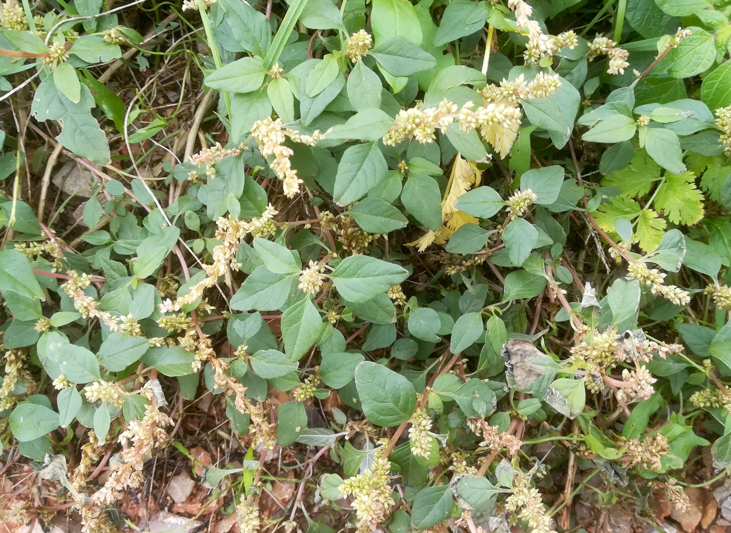 amaranthus deflexus livorno_20191109_094333.jpg