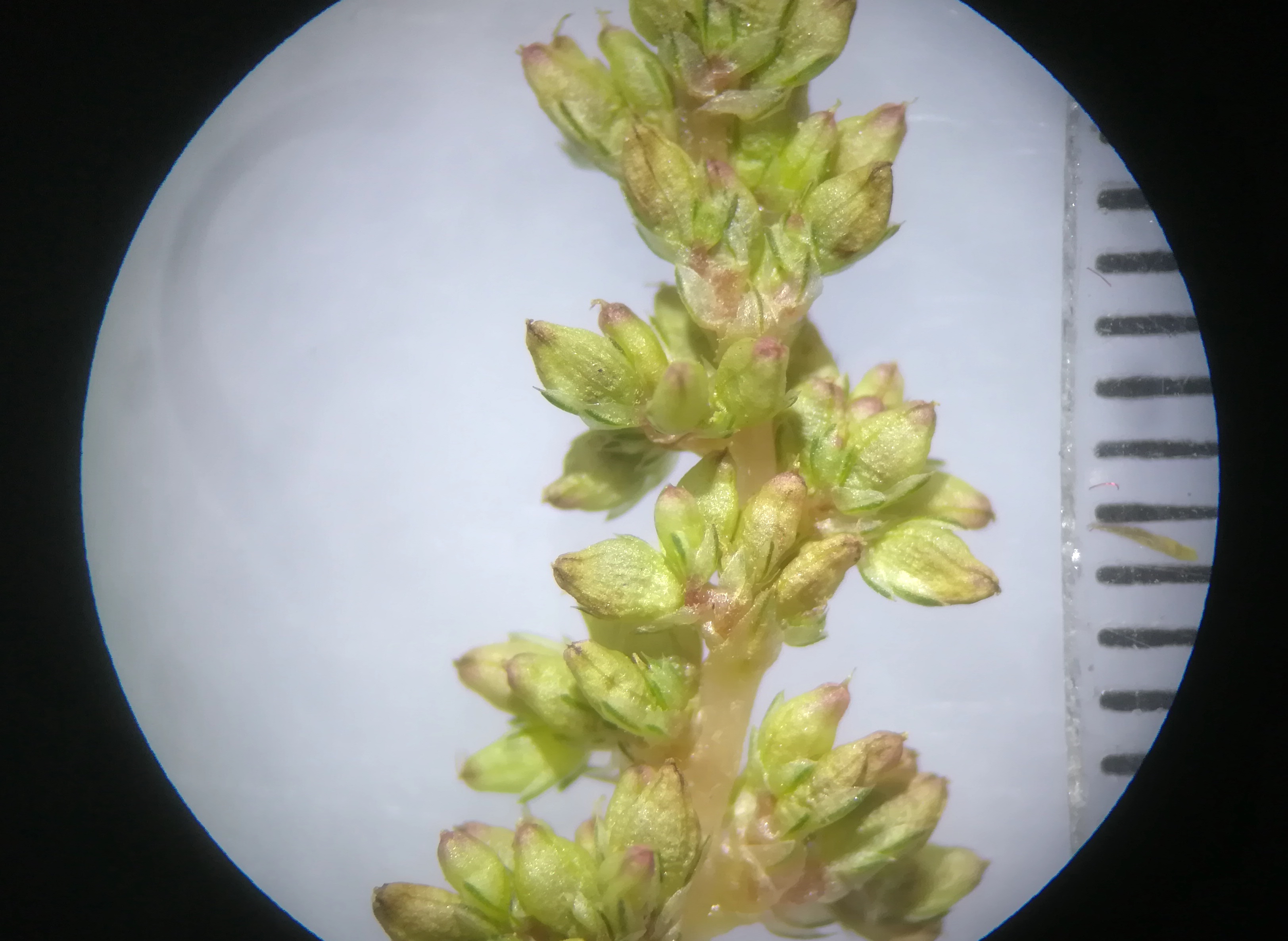 amaranthus deflexus livorno_20191110_134837.jpg