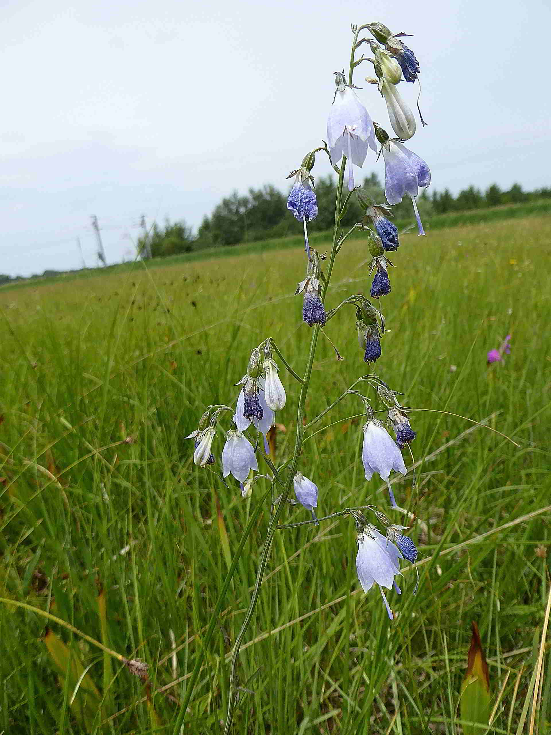 Pischelsdorfer Wiese-25062017-(89).JPG