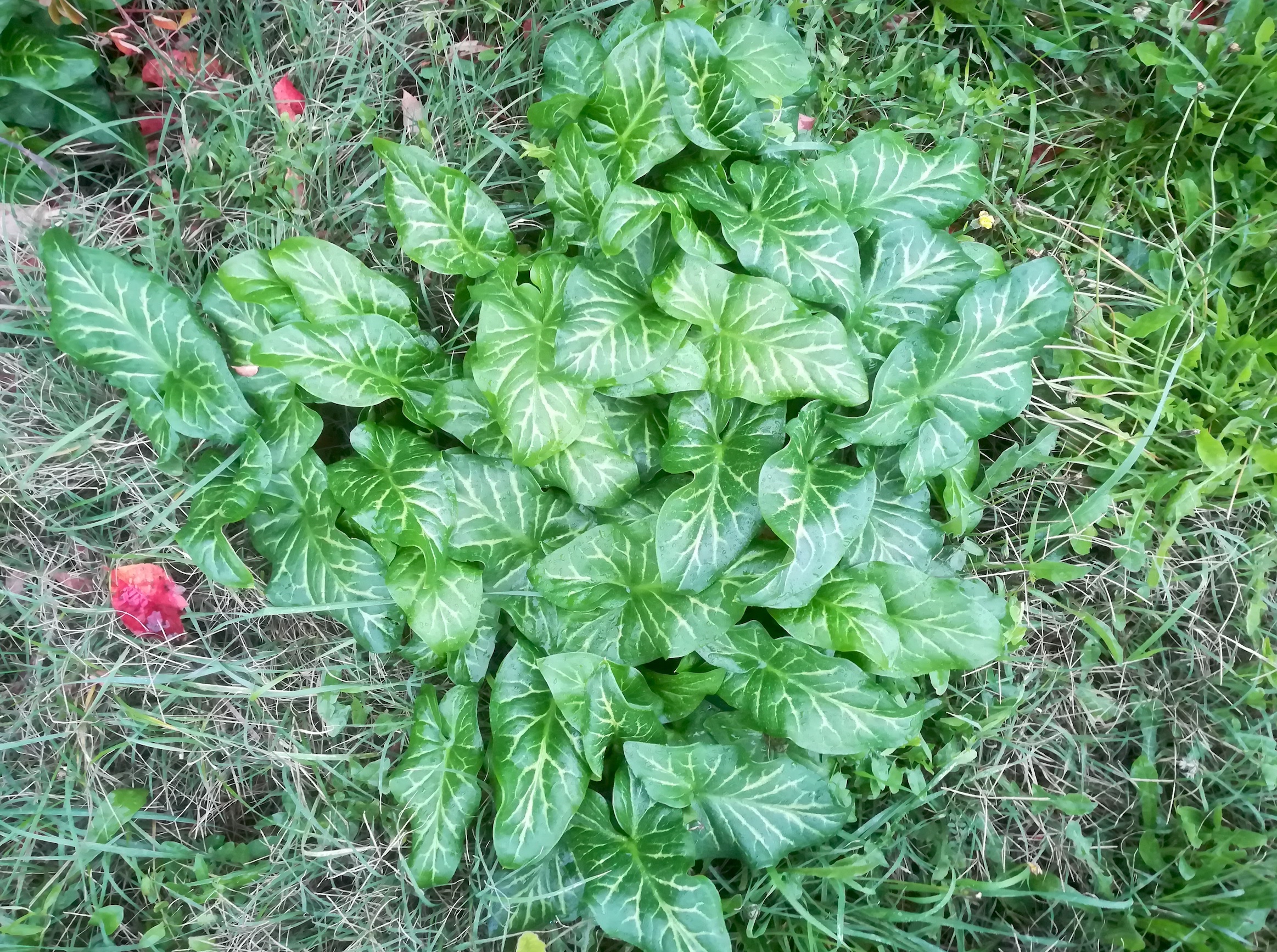 arum italicum livorno_20191108_160601.jpg