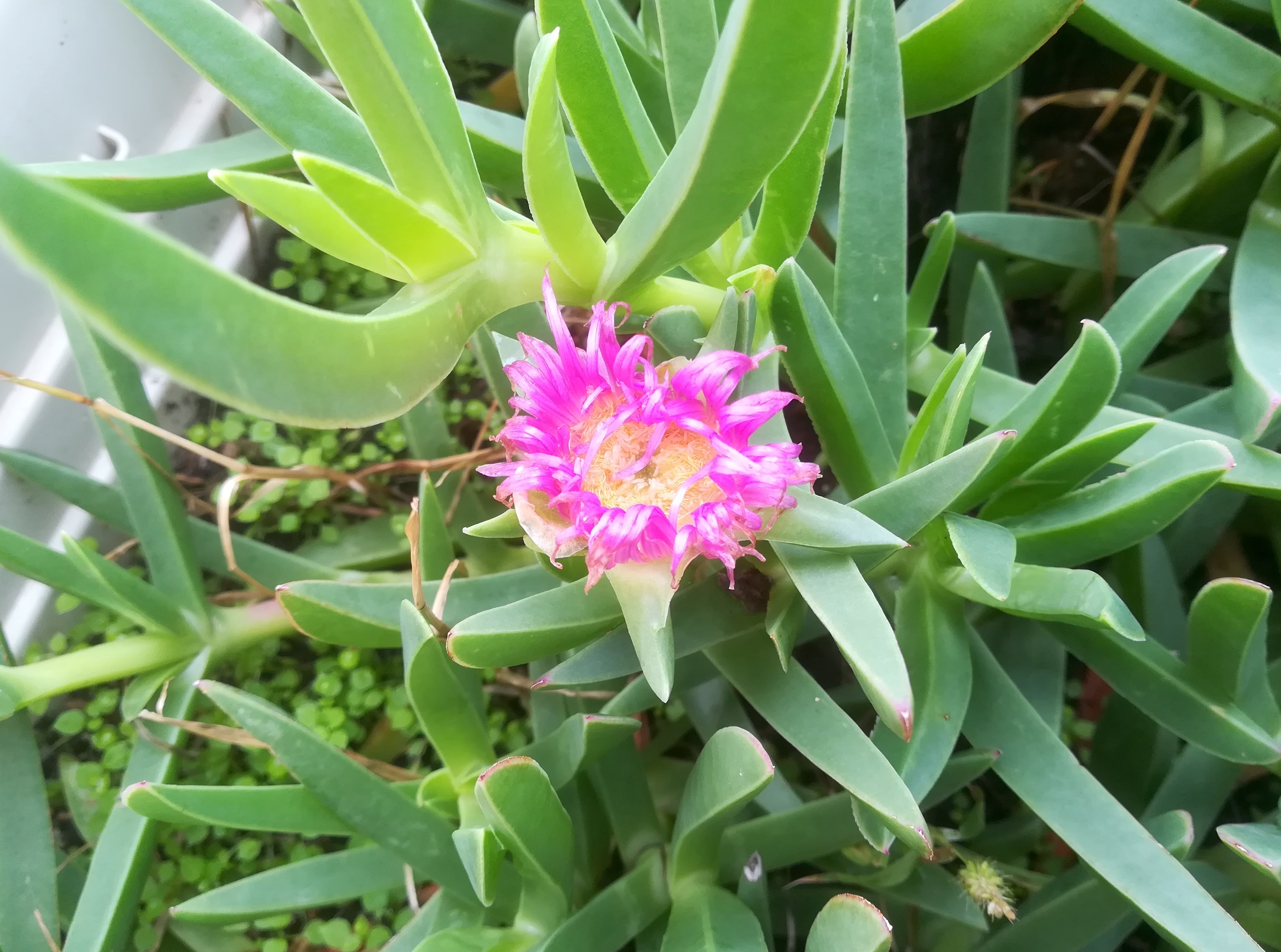 carbobrotus edulis livorno_20191109_094113.jpg