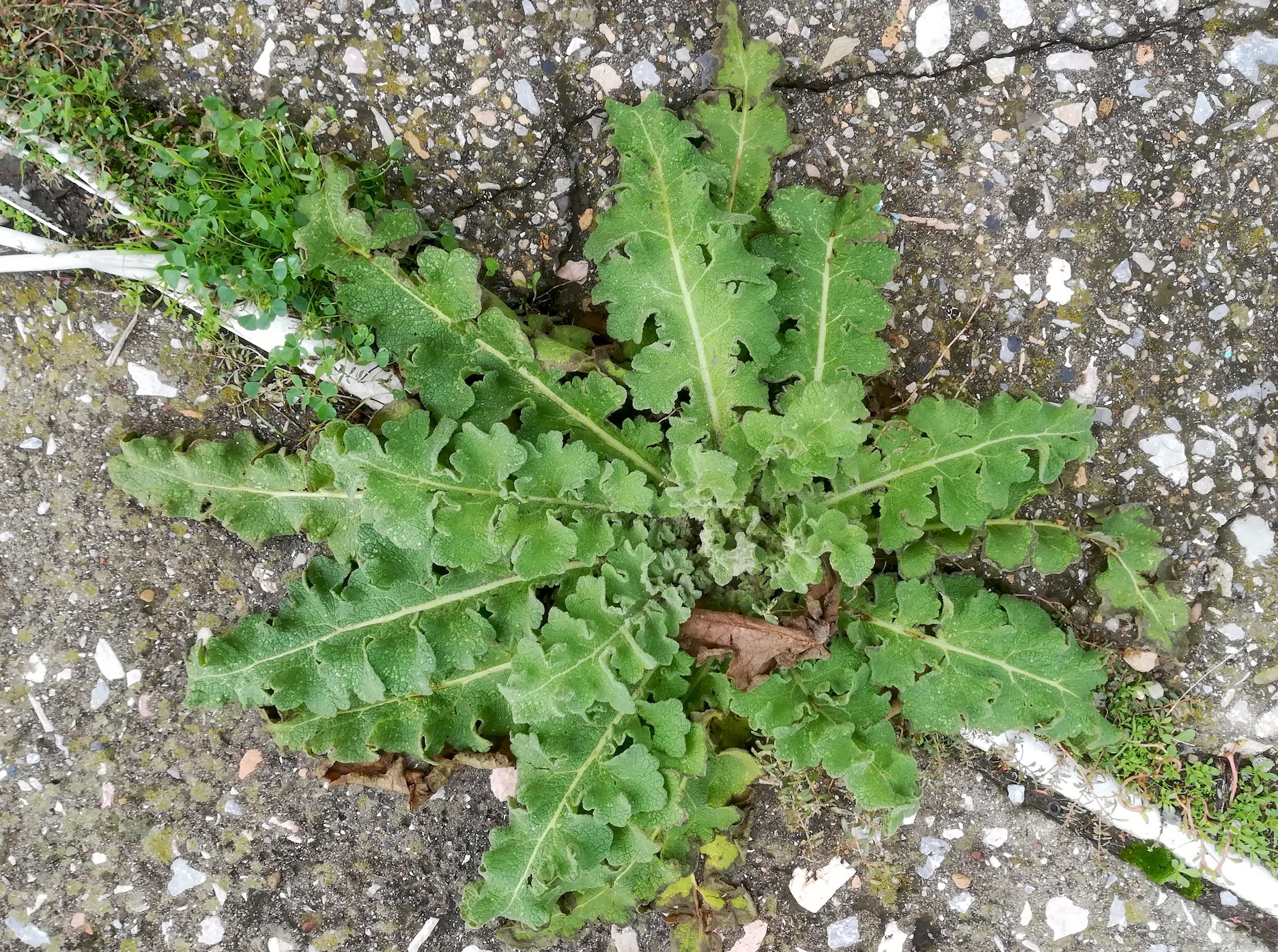 crambe maritimum livorno_20191108_103411.jpg