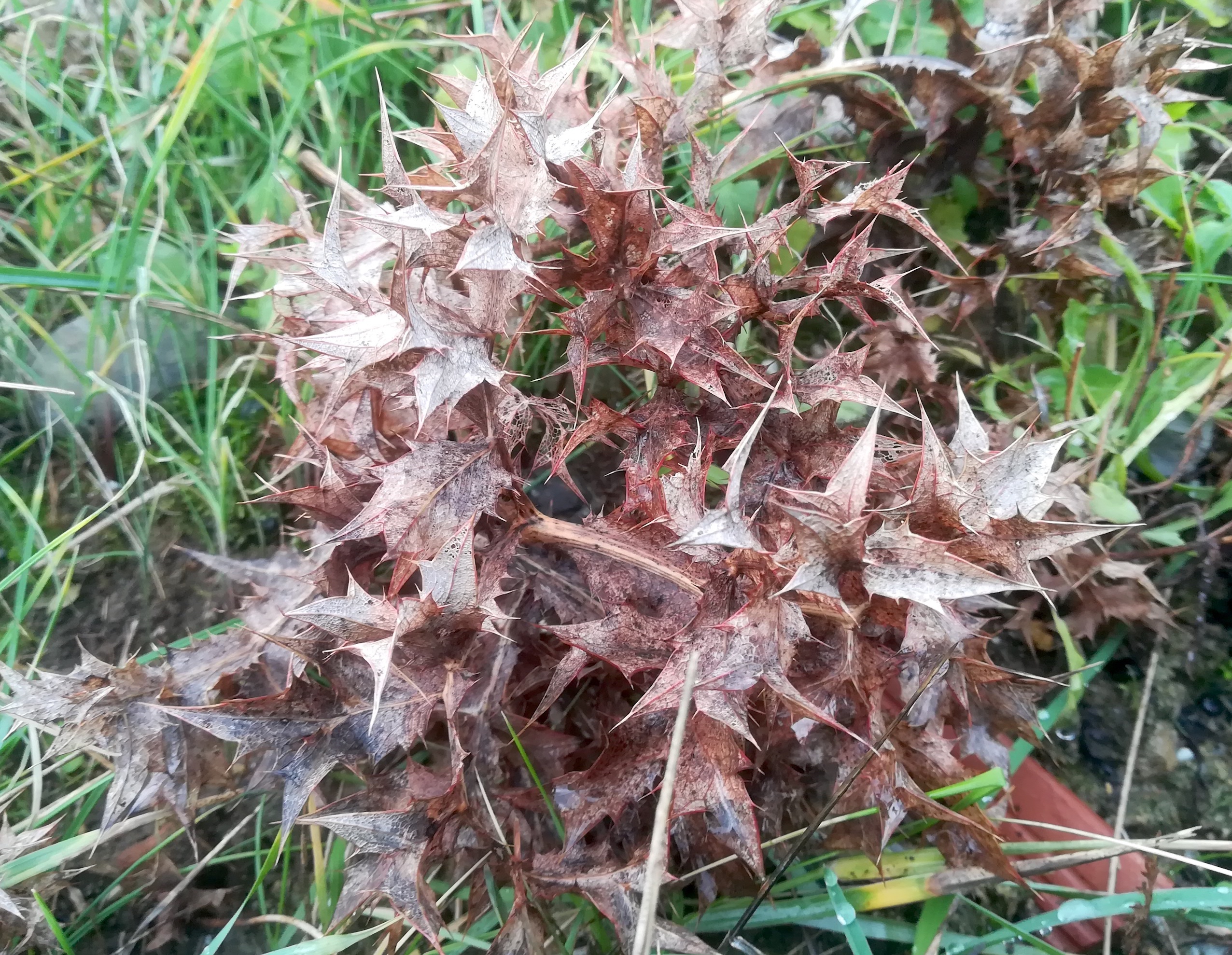 eryngium maritimum livorno_20191109_104422.jpg