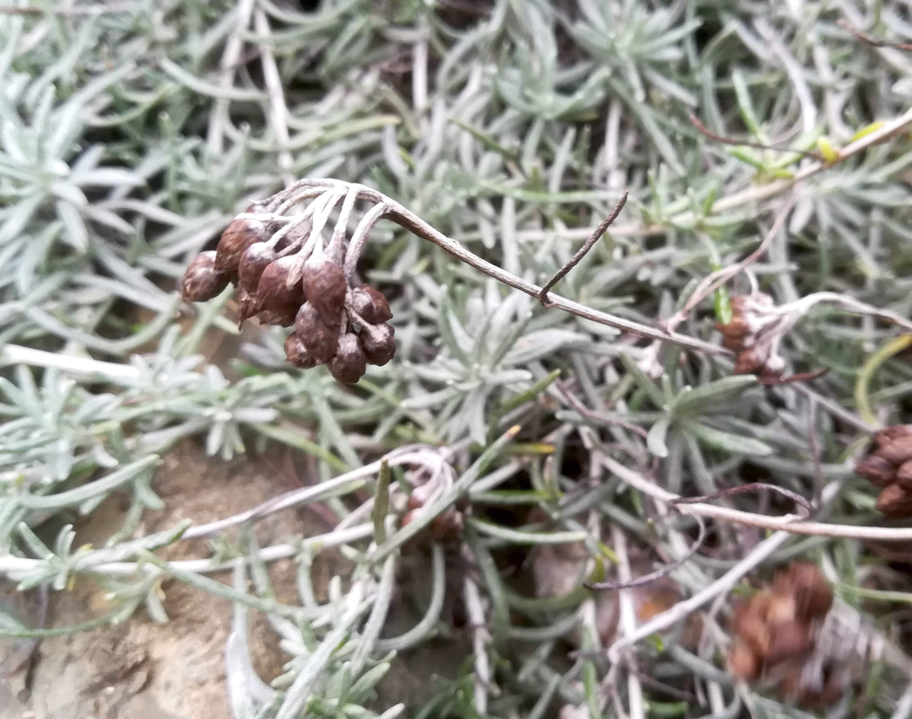helichrysum italicum livorno_20191108_151619.jpg