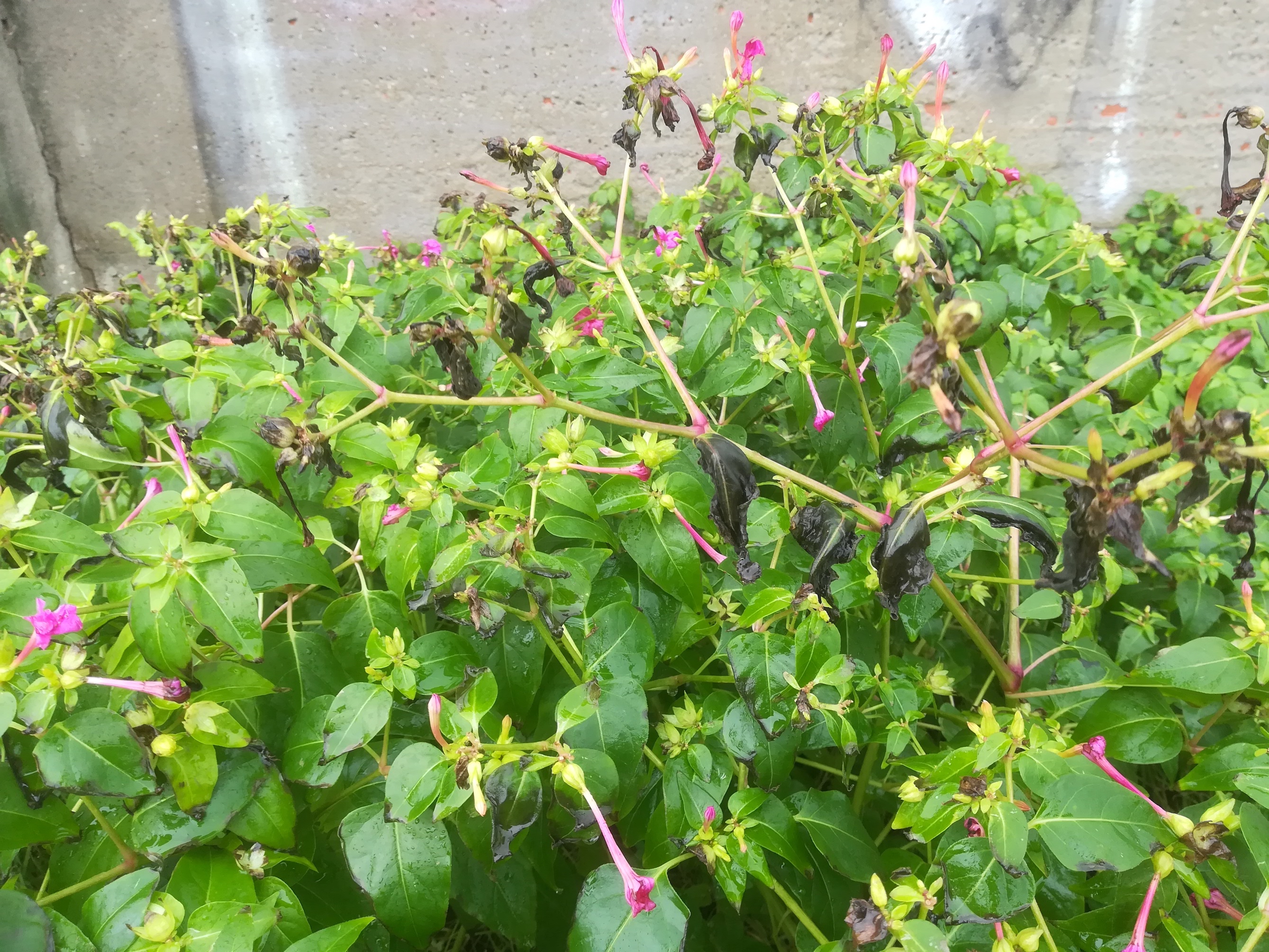 mirabilis jalapa livorno_20191109_122344.jpg