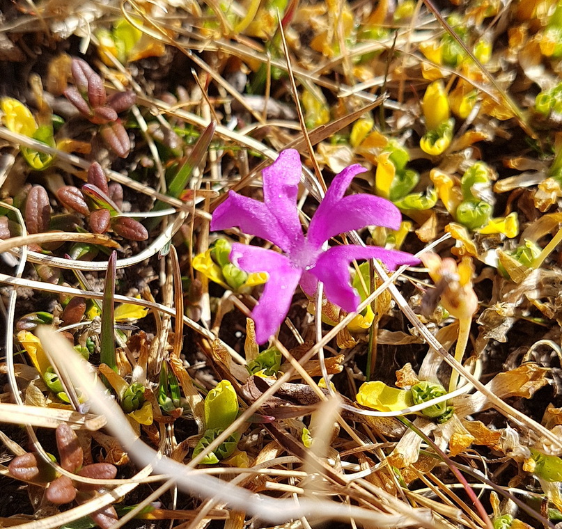 Primula minima.jpg