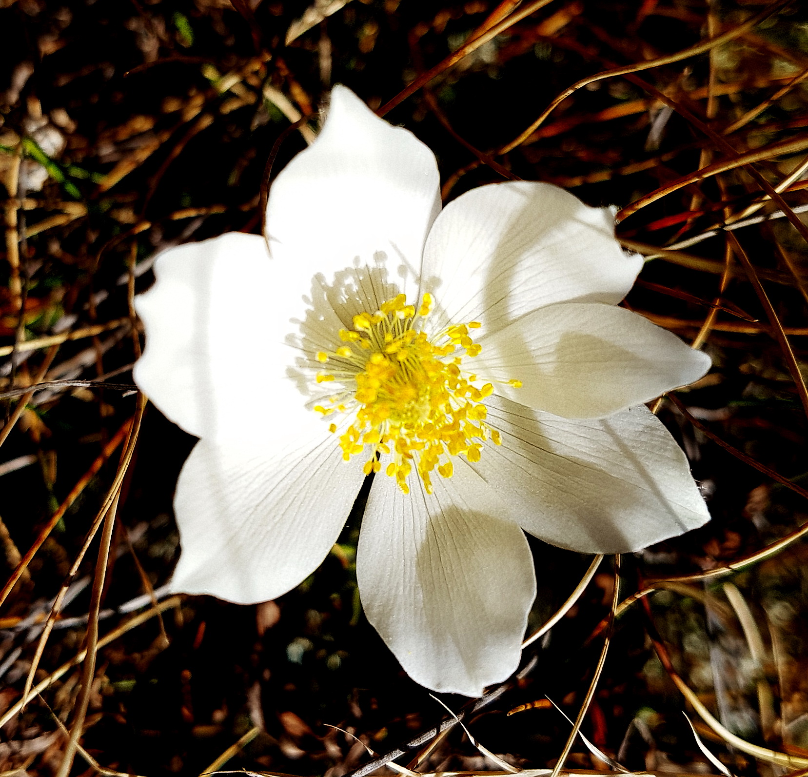 Pulsatilla alpina ssp. alba.jpg