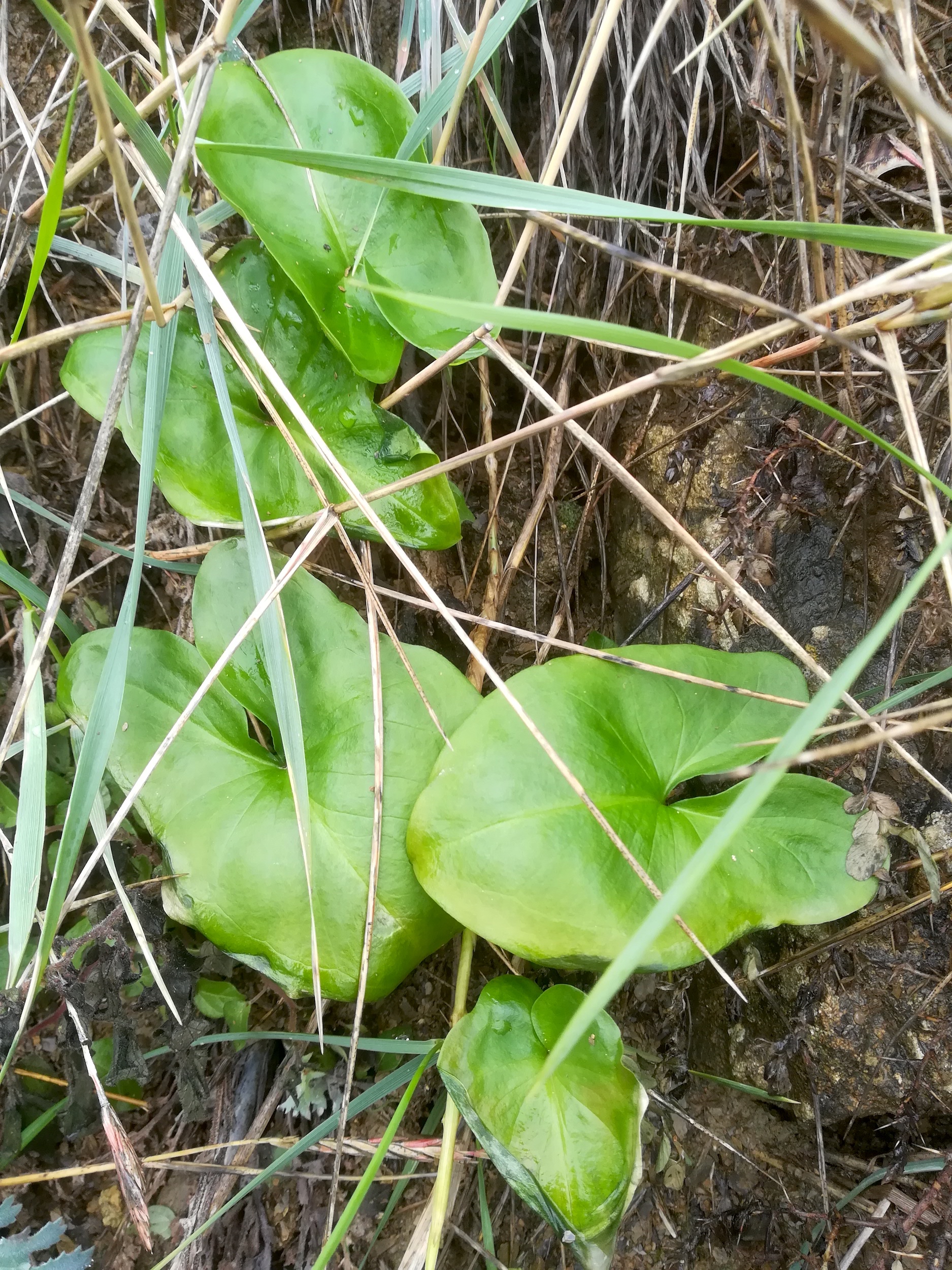 arum sp. livorno_20191109_100400.jpg