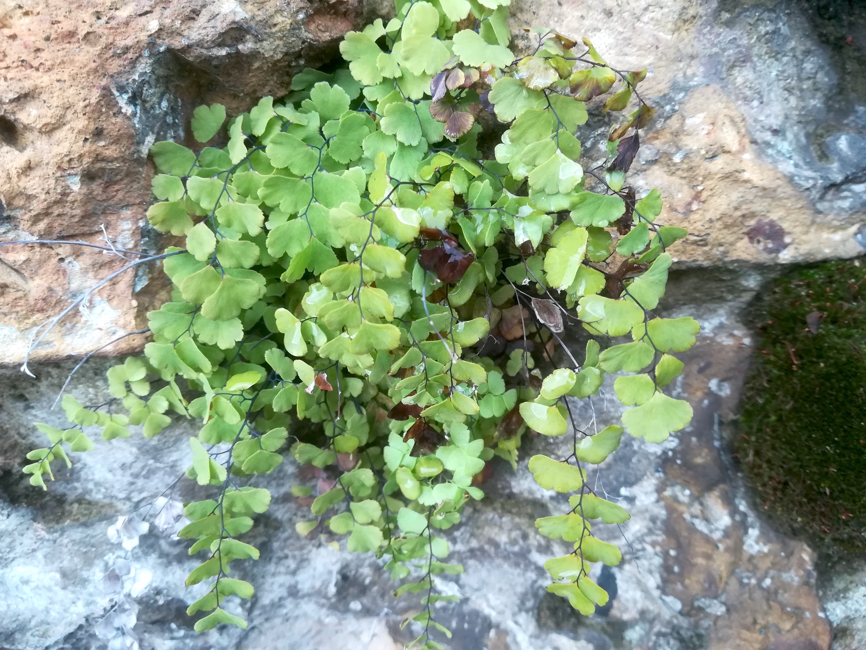 asplenium cf. trichomanes livorno_20191108_103947.jpg