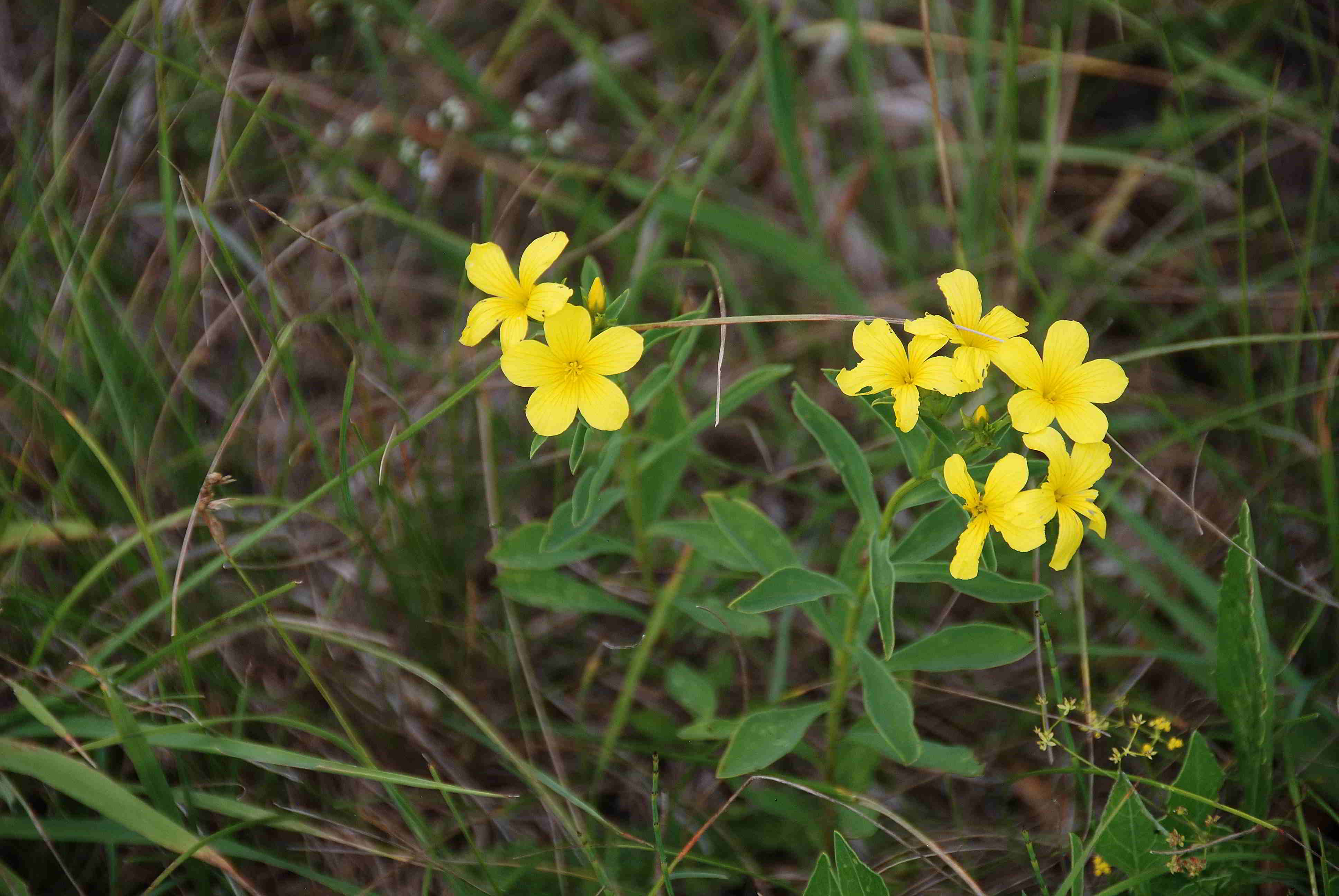 Pischelsdorfer Wiese-25062017-(28).JPG