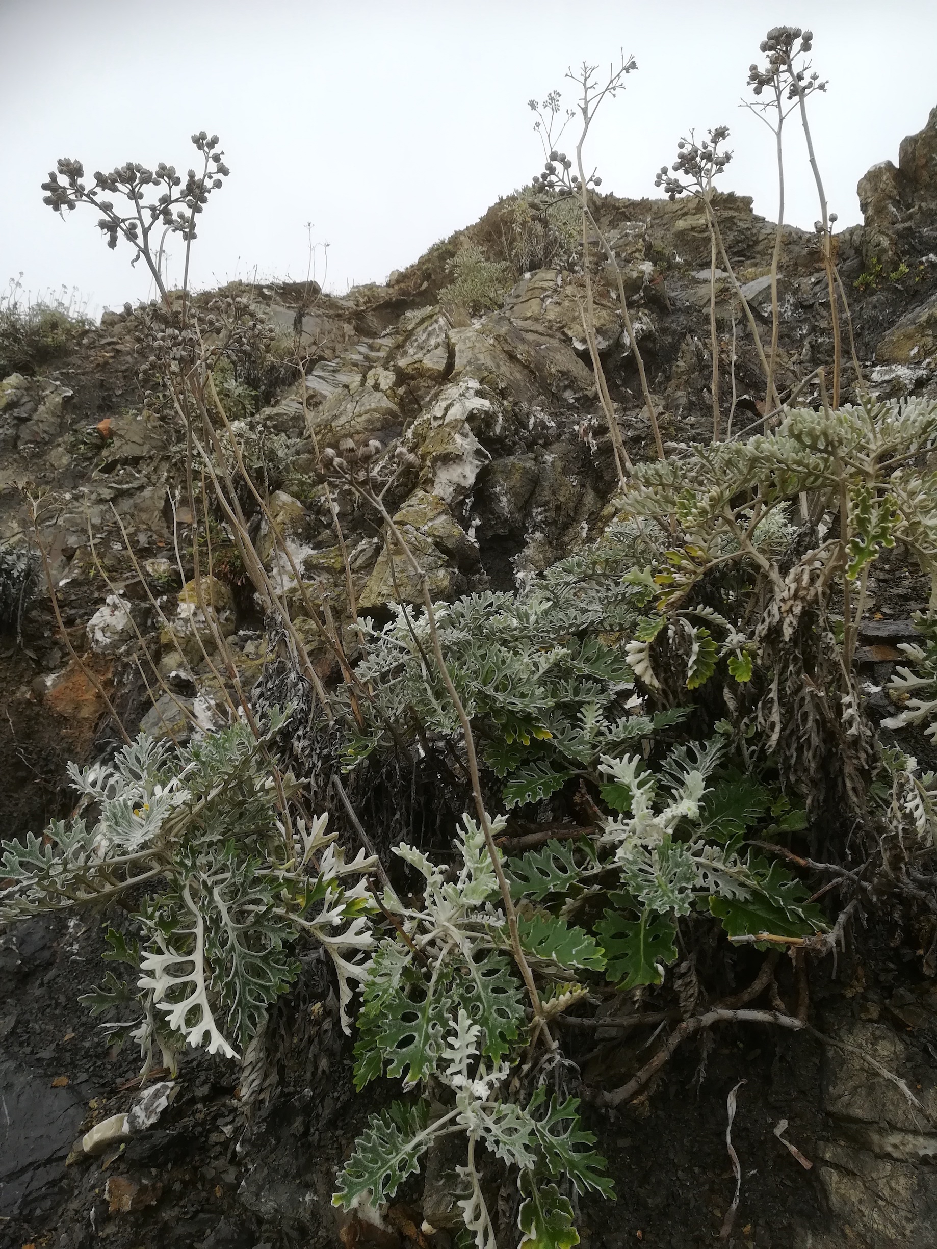 cf. cineraria maritima livorno_20191109_114052.jpg