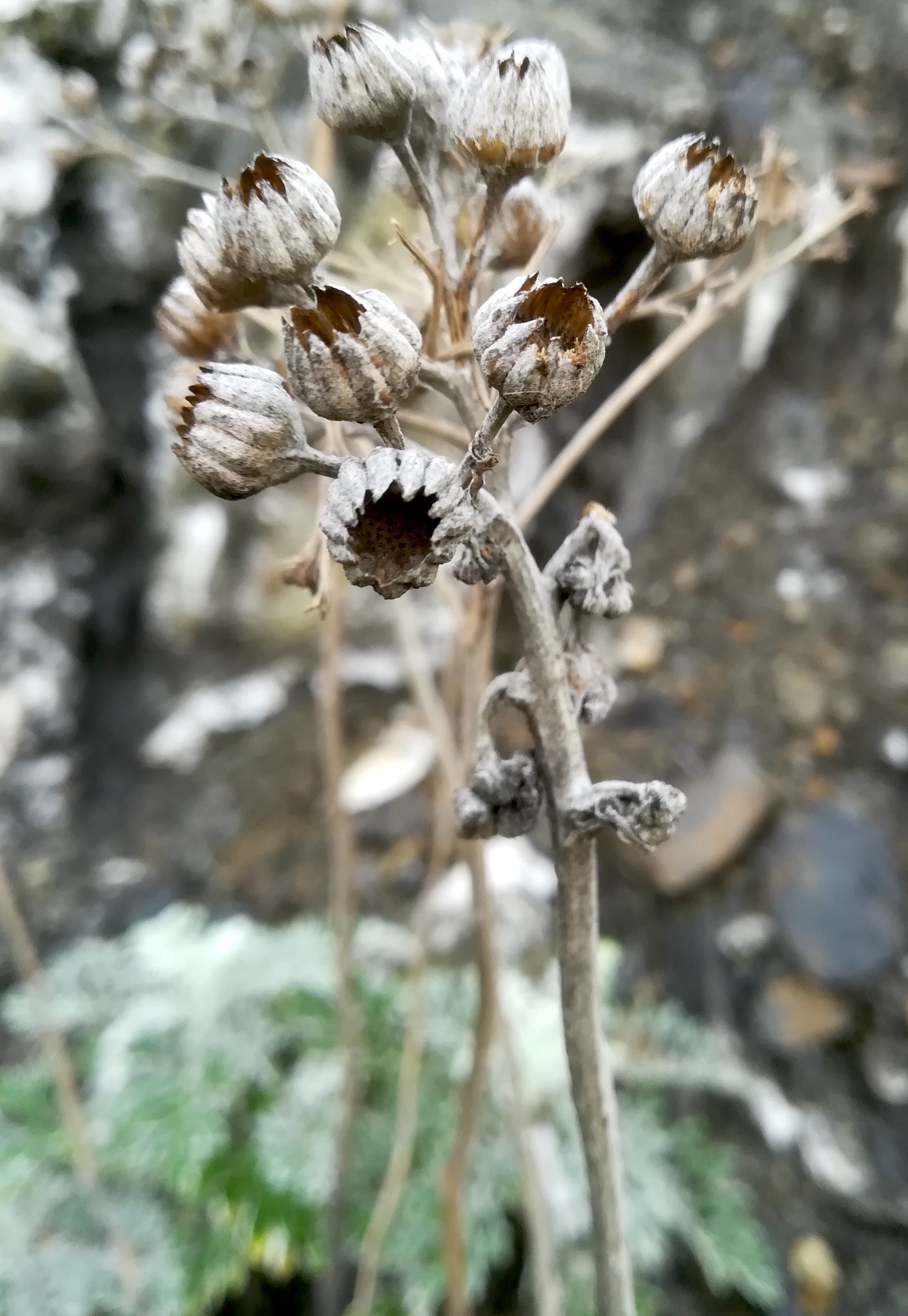 cf. cineraria maritima livorno_20191109_114104.jpg