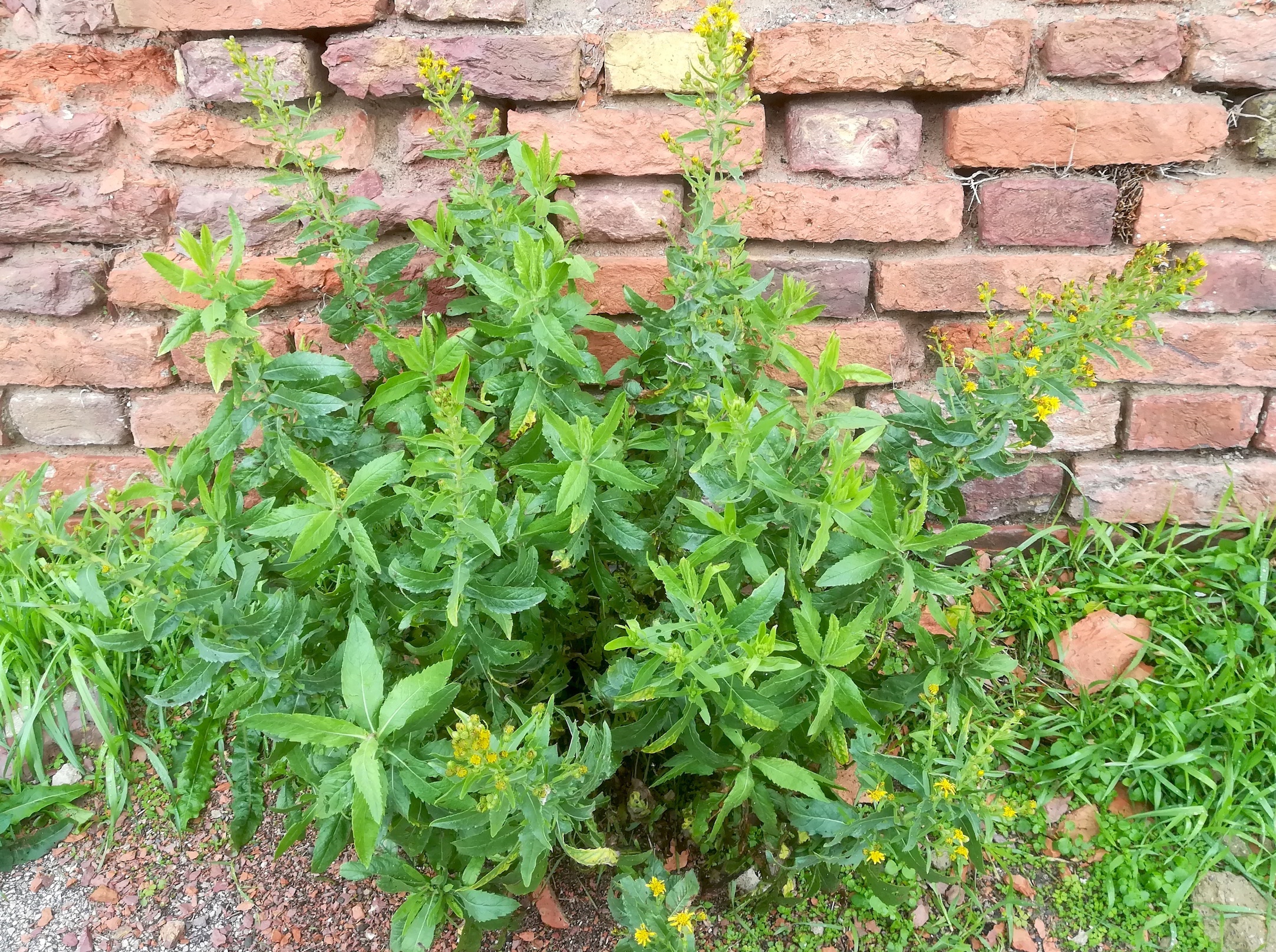 cf. dittrichia viscosa livorno_20191108_100601.jpg