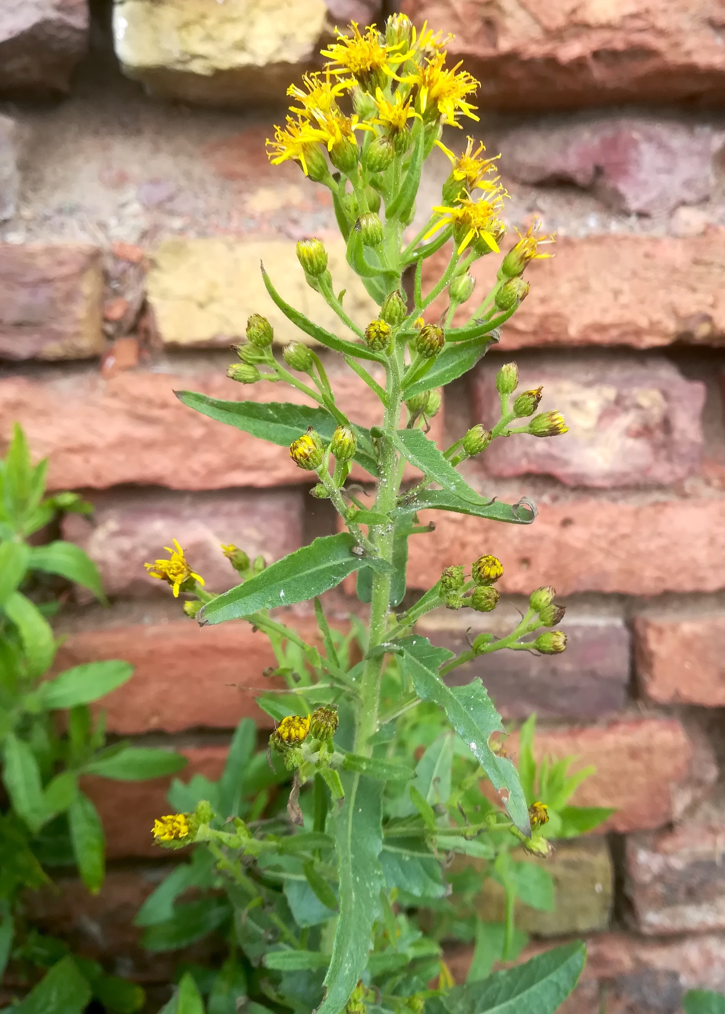 cf. dittrichia viscosa livorno_20191108_100609.jpg