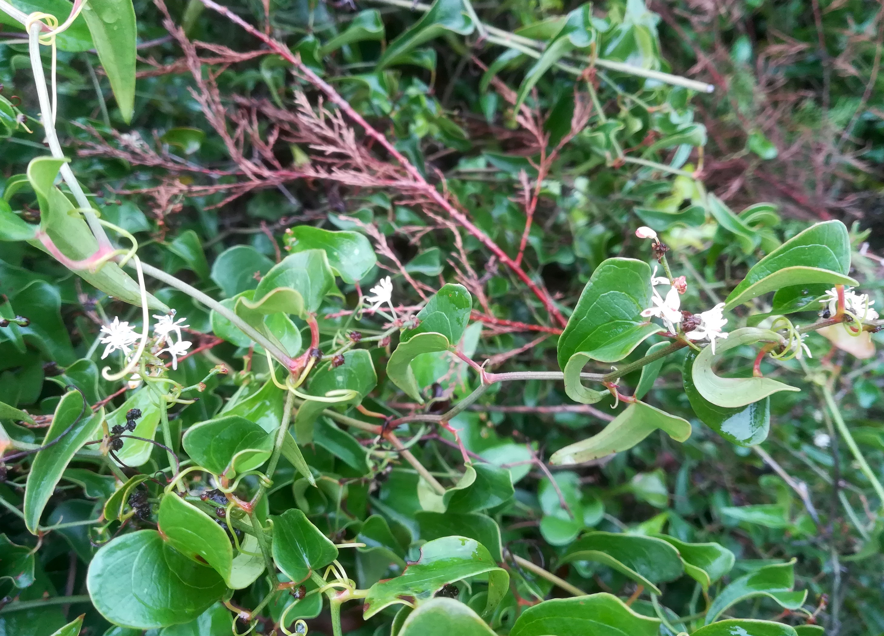 cf. smilax sp. livorno_20191109_095715.jpg