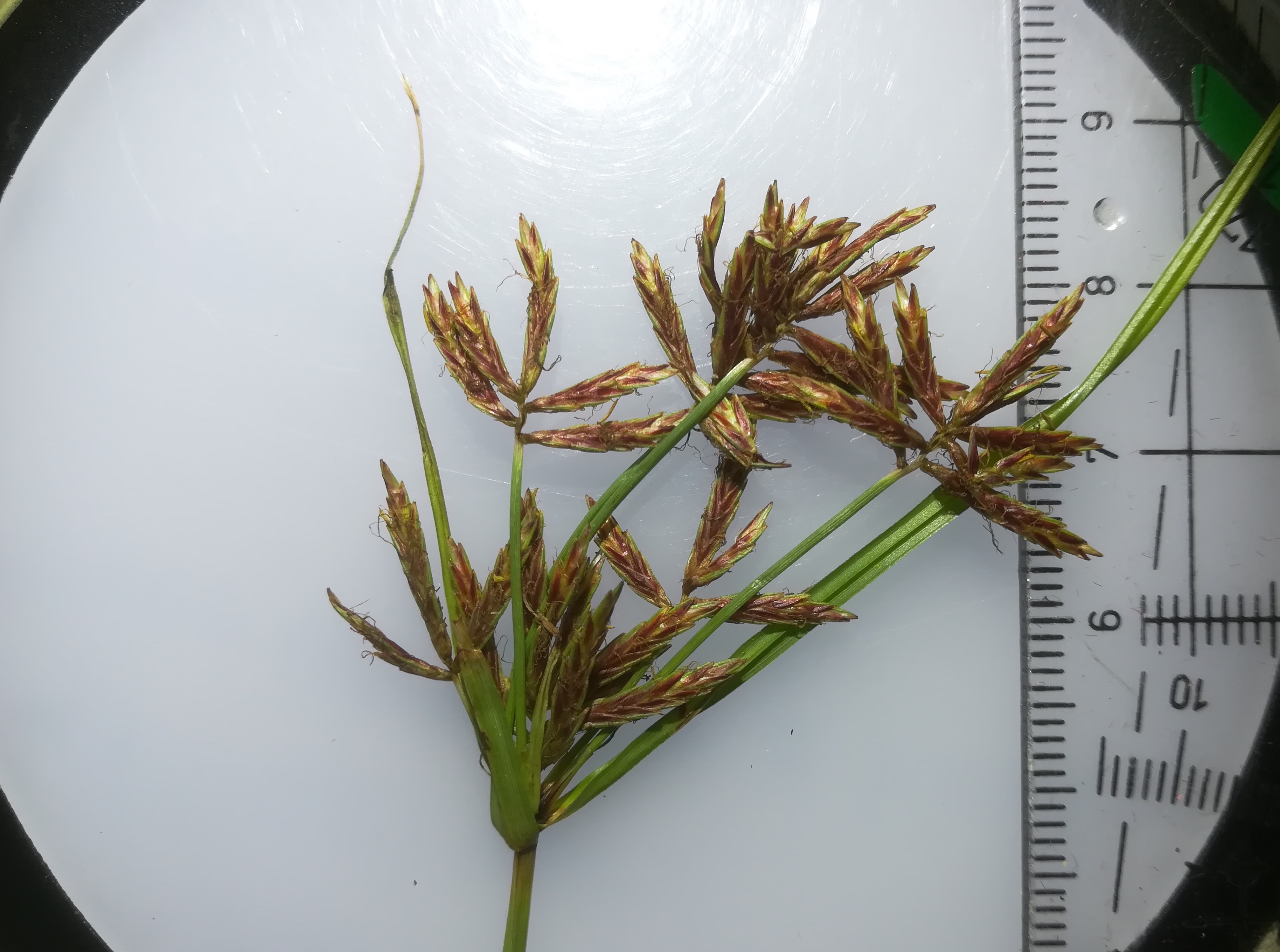 cyperus sp. livorno_20191110_134149.jpg