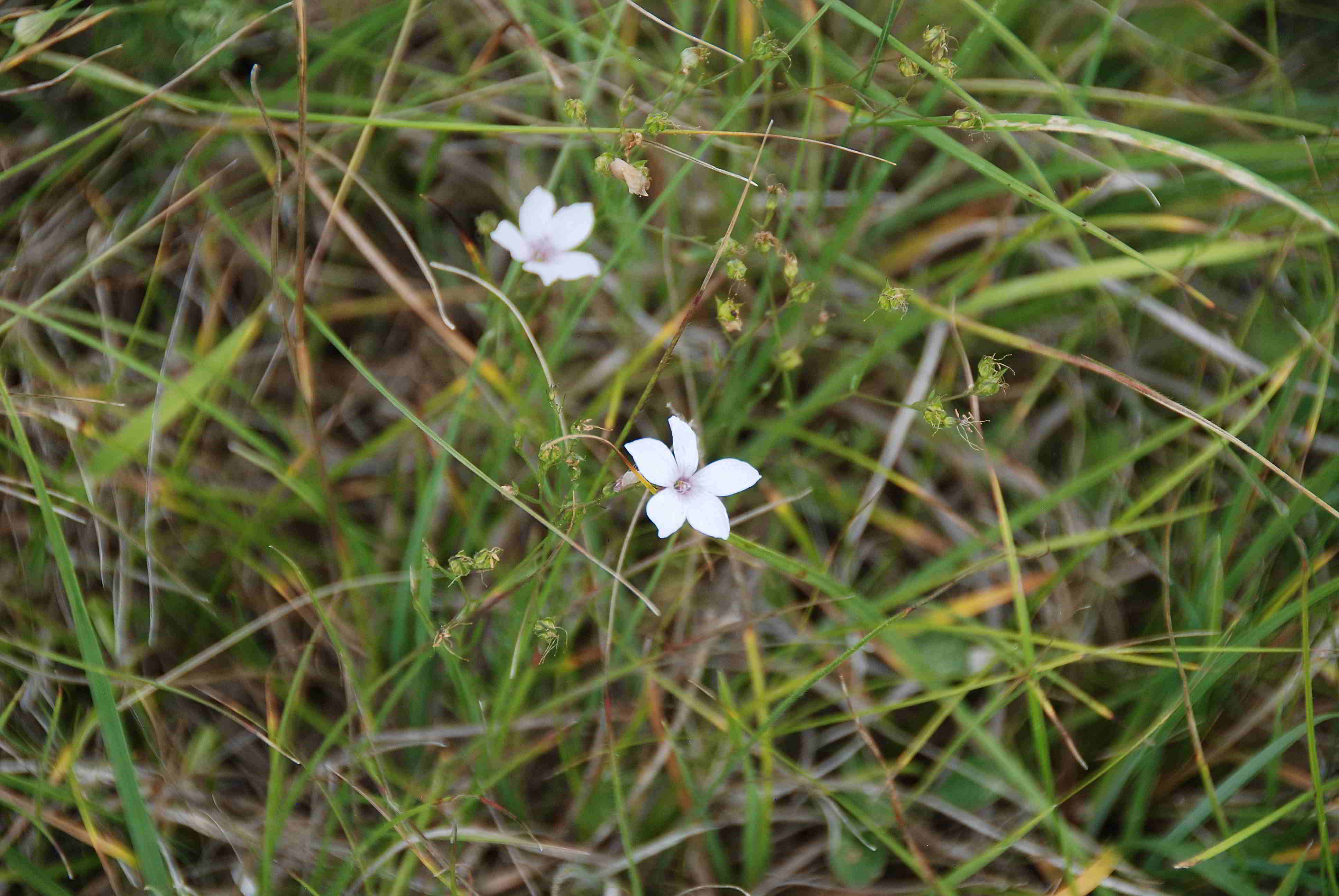 Pischelsdorfer Wiese-25062017-(25).JPG