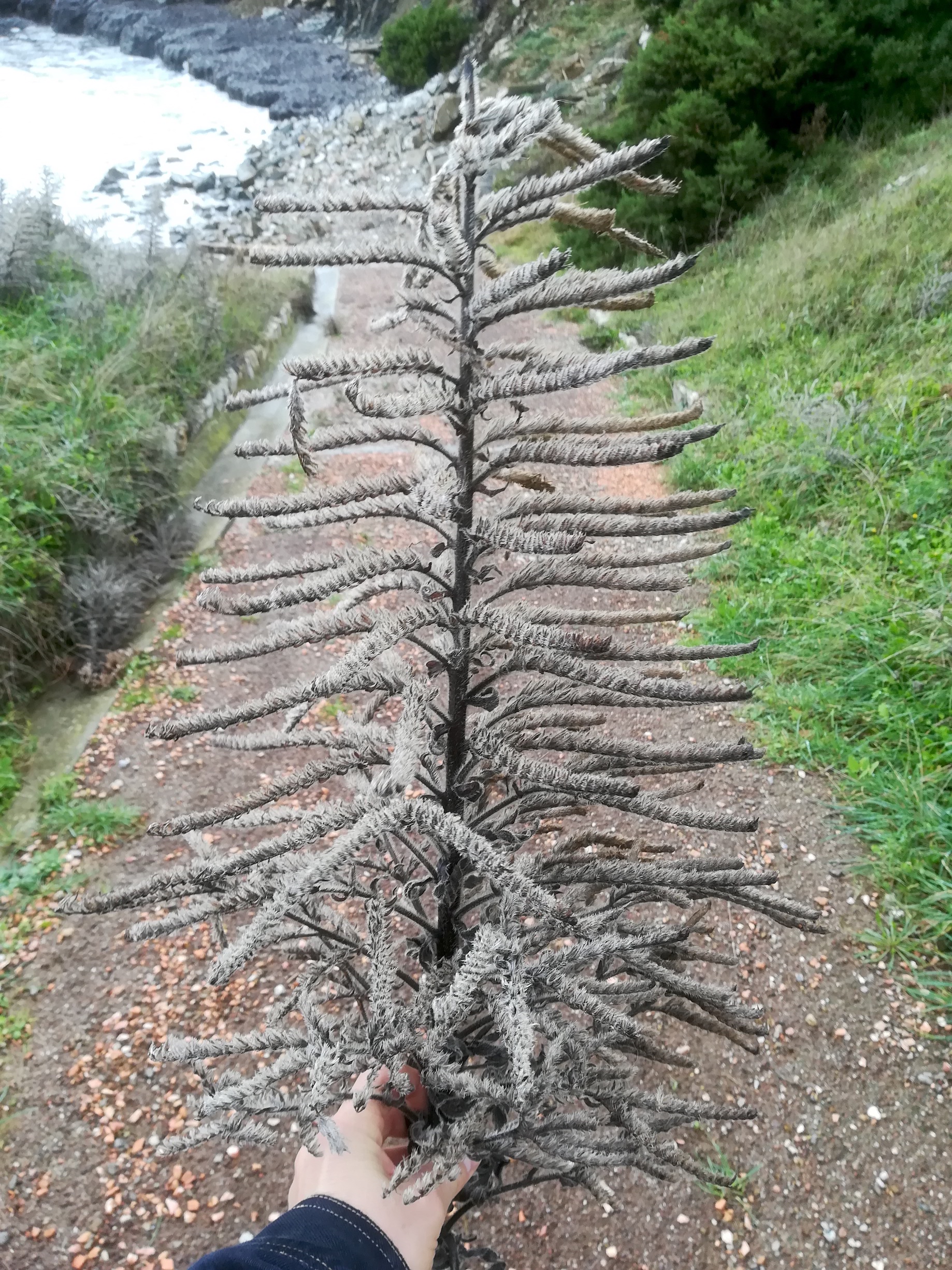 echium cf. italicum subsp. biebersteinii livorno_20191109_104300.jpg