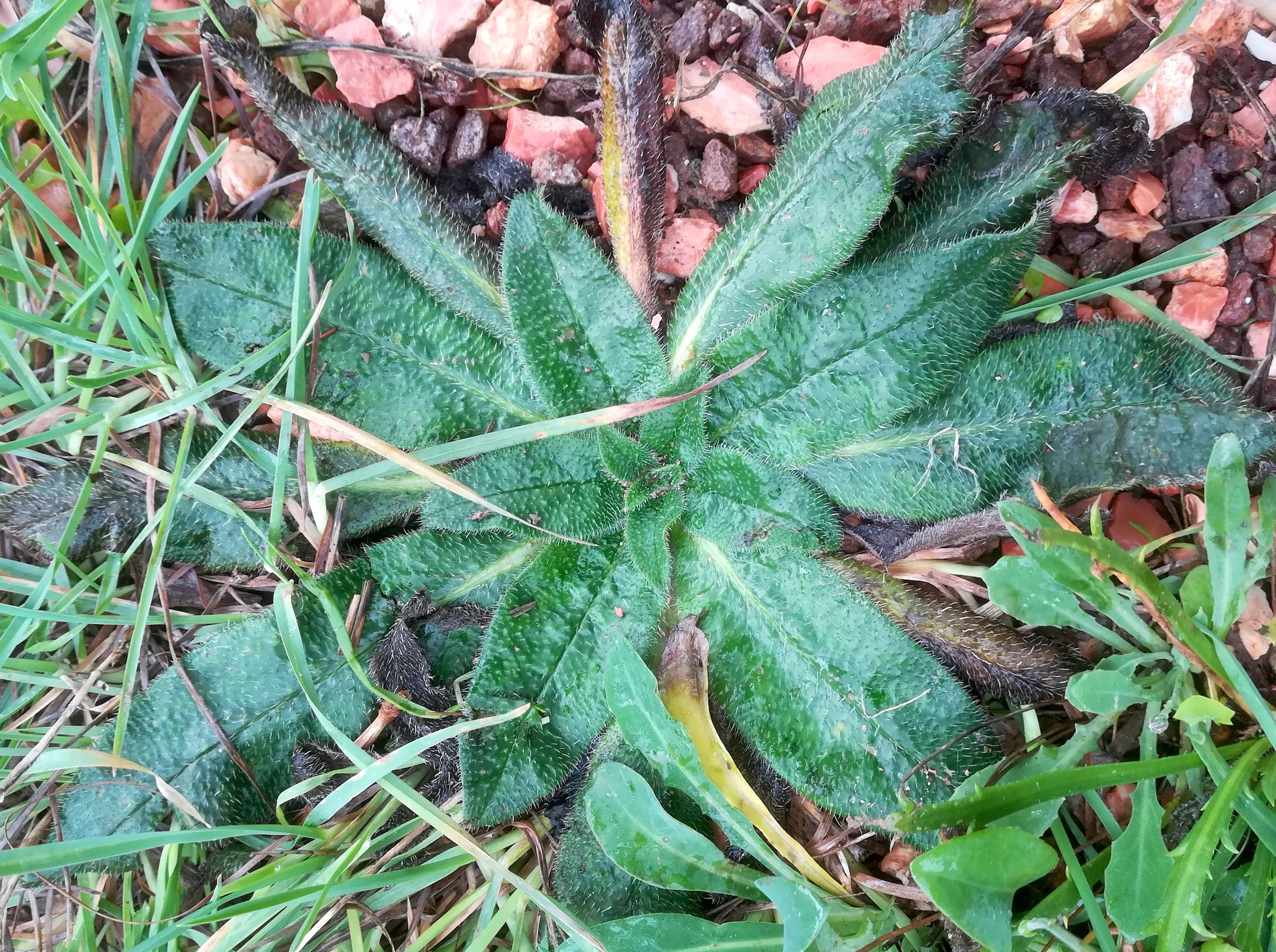 echium cf. italicum subsp. biebersteinii livorno_20191109_104323.jpg