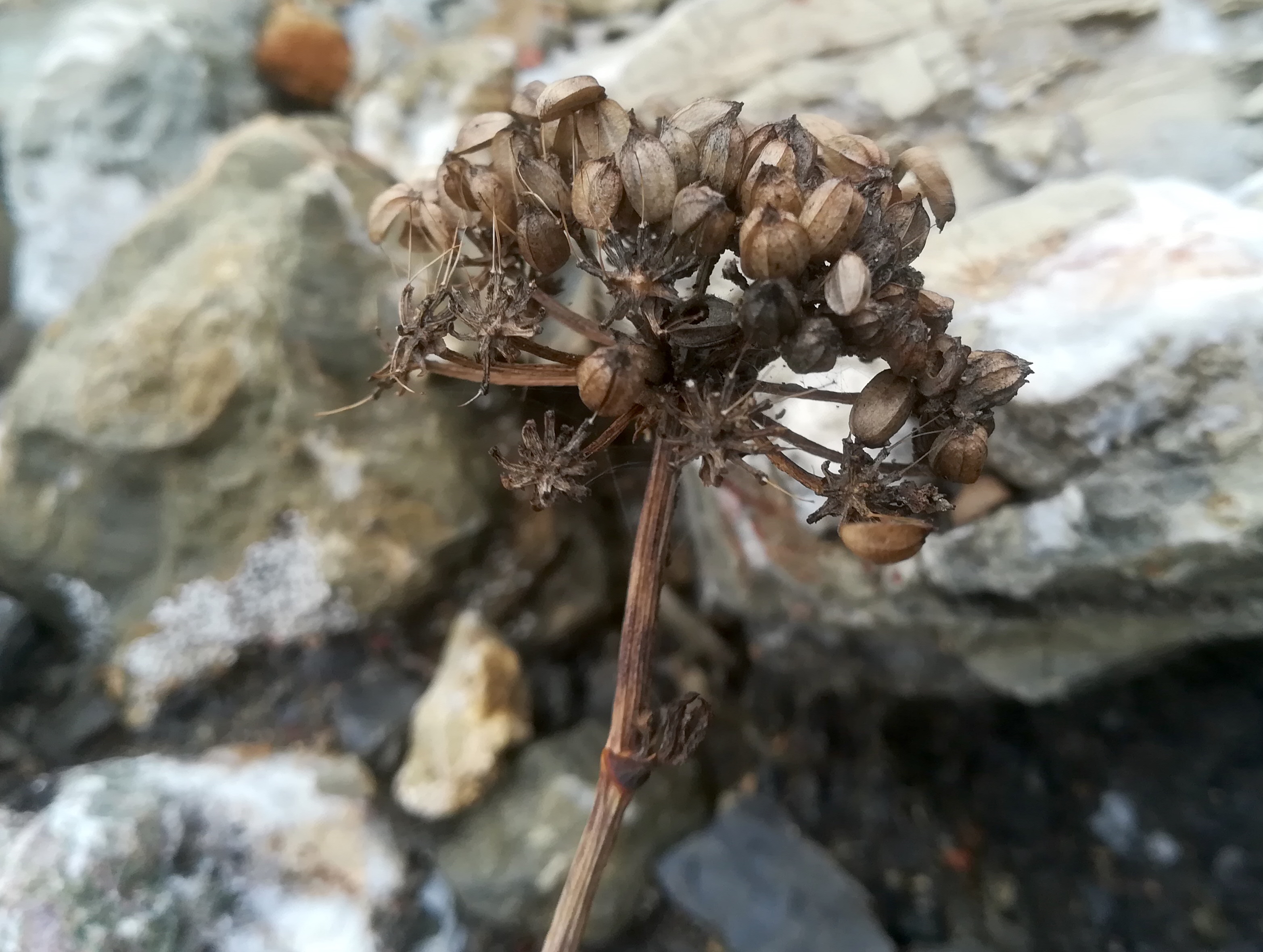 crithmum maritimum livorno_20191108_151523.jpg