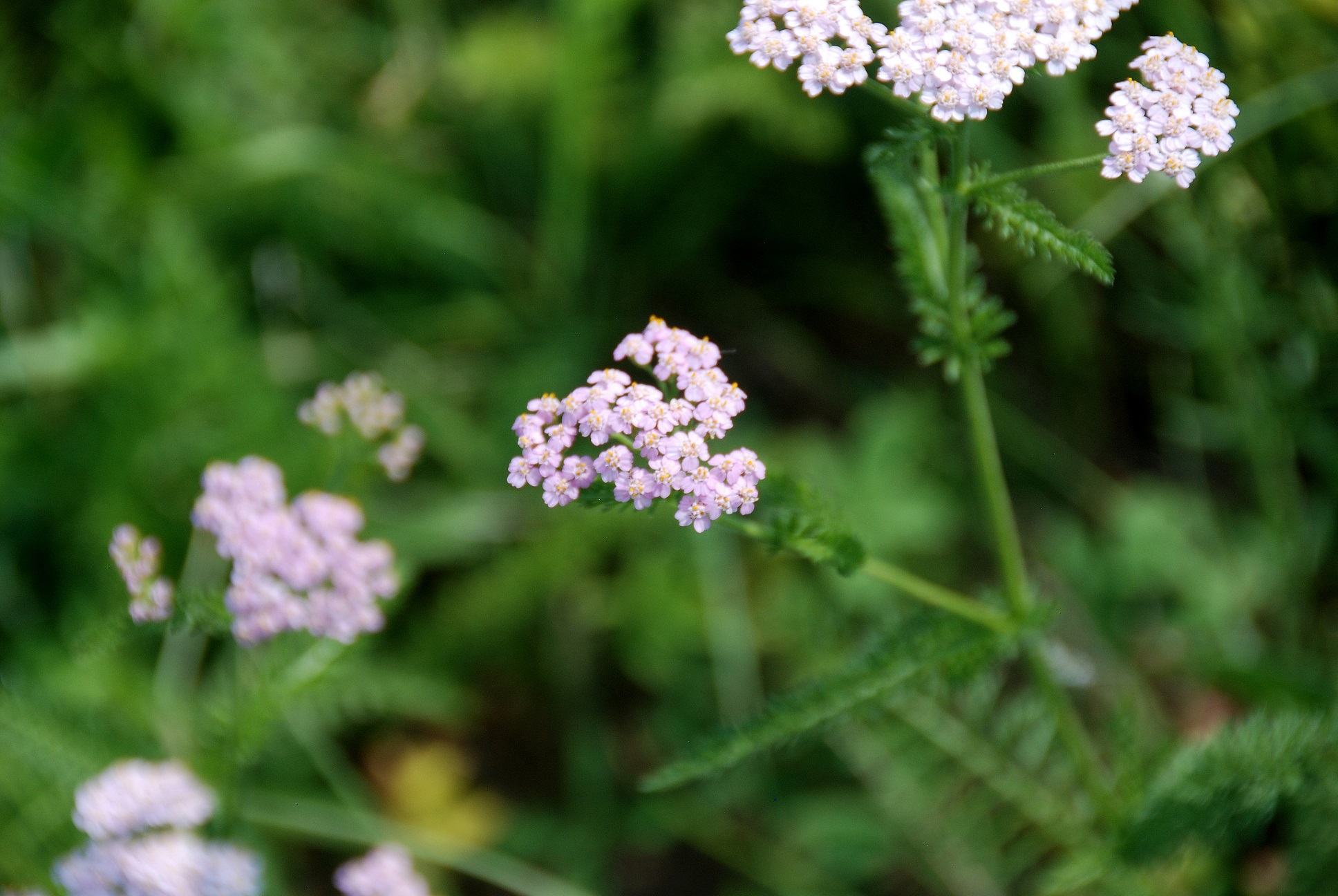 Breitenfurt - F - 05082018-(24) - Achillea.JPG