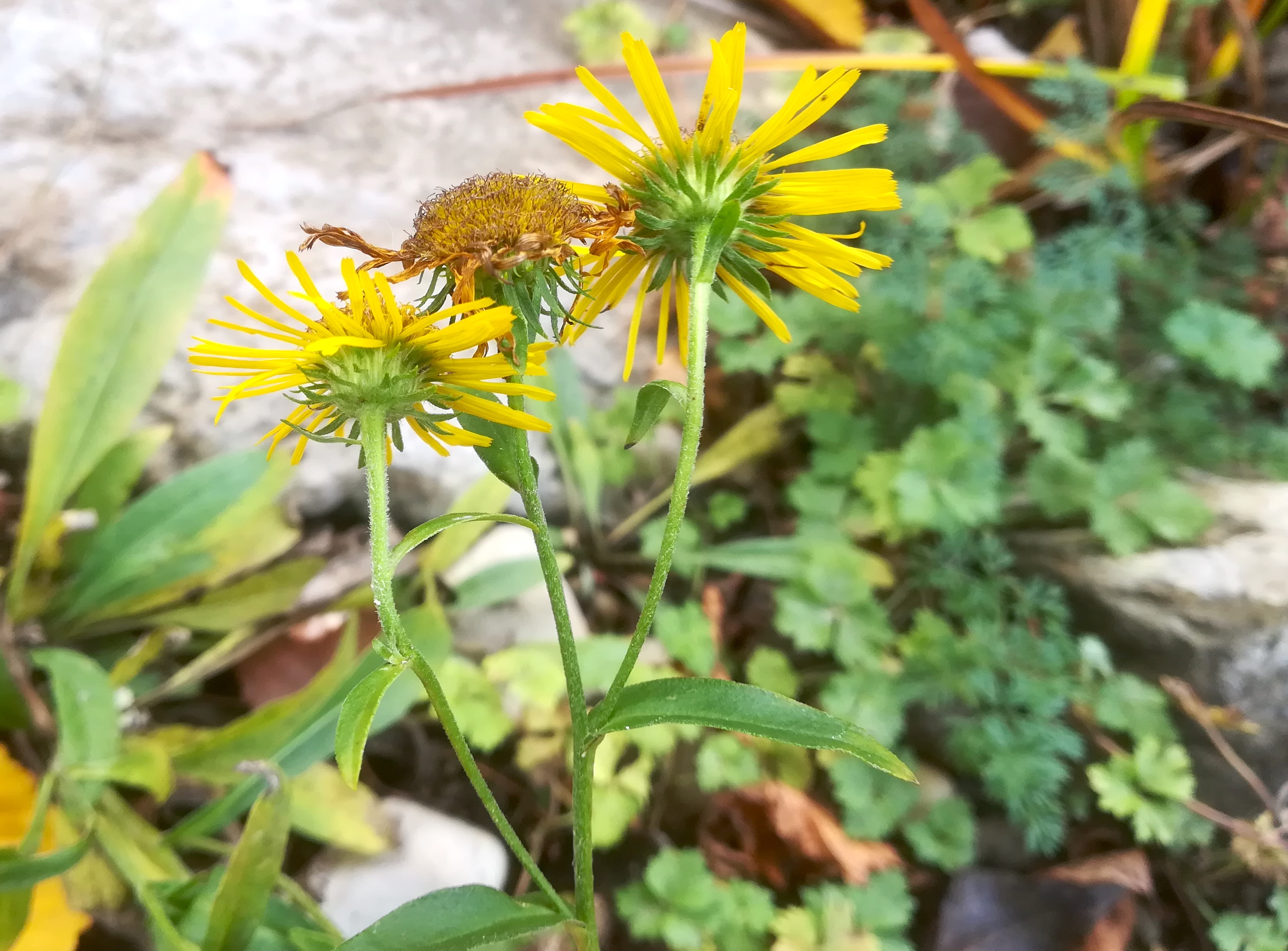 inula britannica gänsehaufentraverse_20191117_111415.jpg