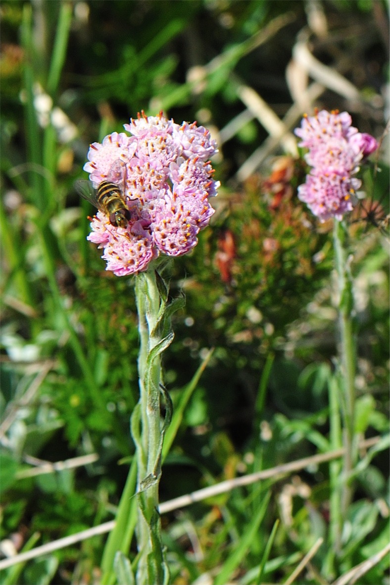 2019.06.20._pinke Blüten.jpg