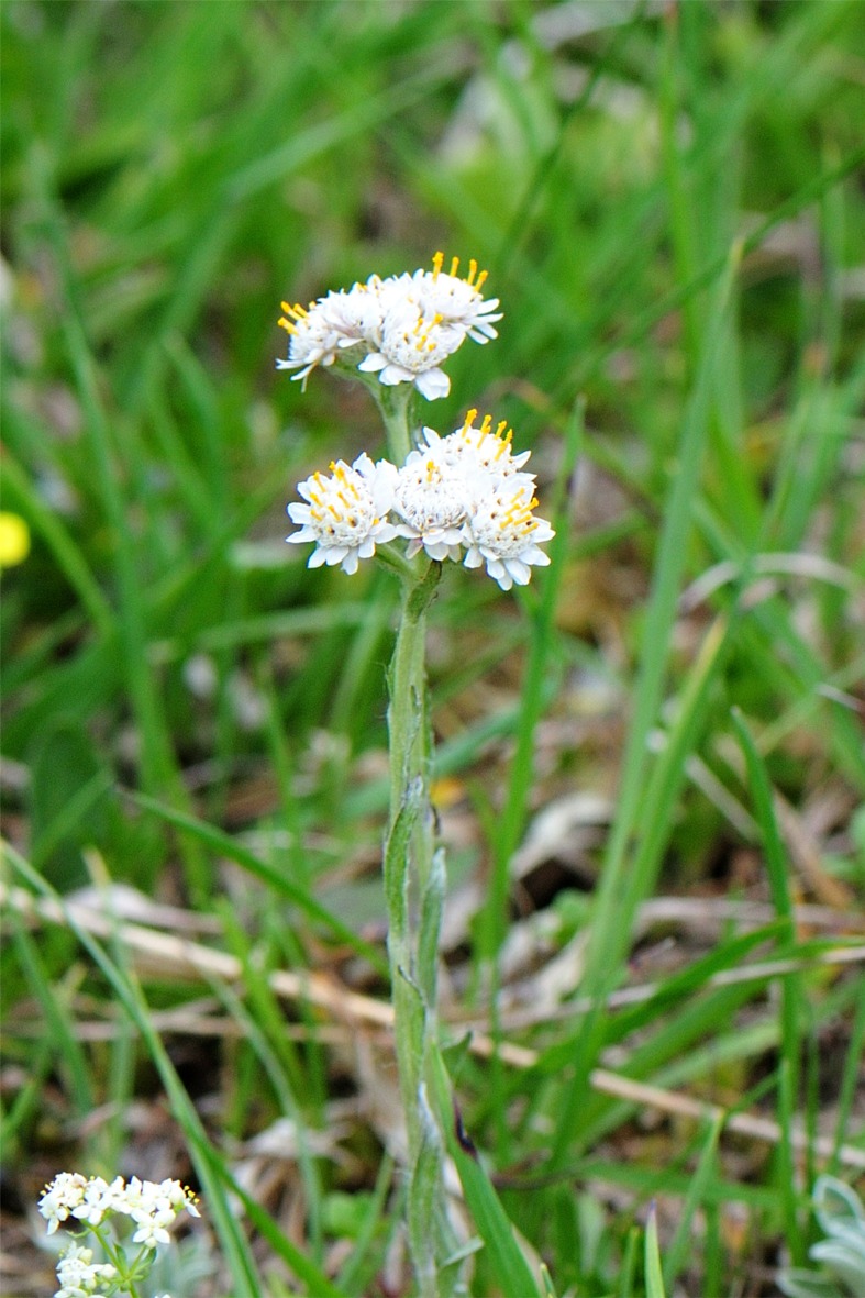 2019.06.19._Antennaria monocephala.jpg