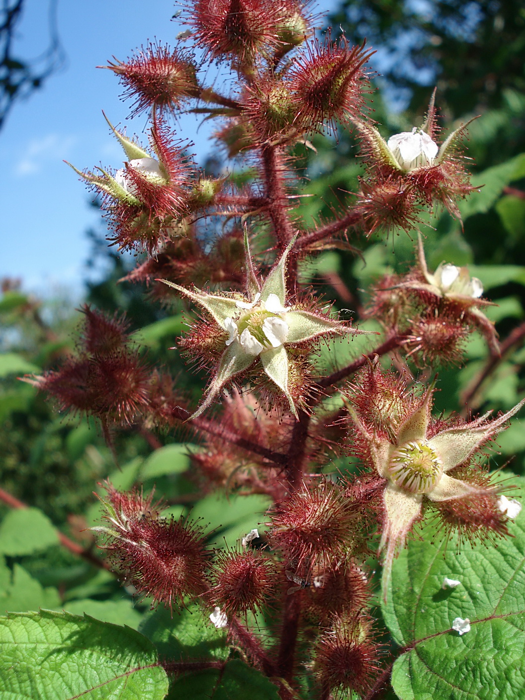 Rubus phoenicolasius.jpg