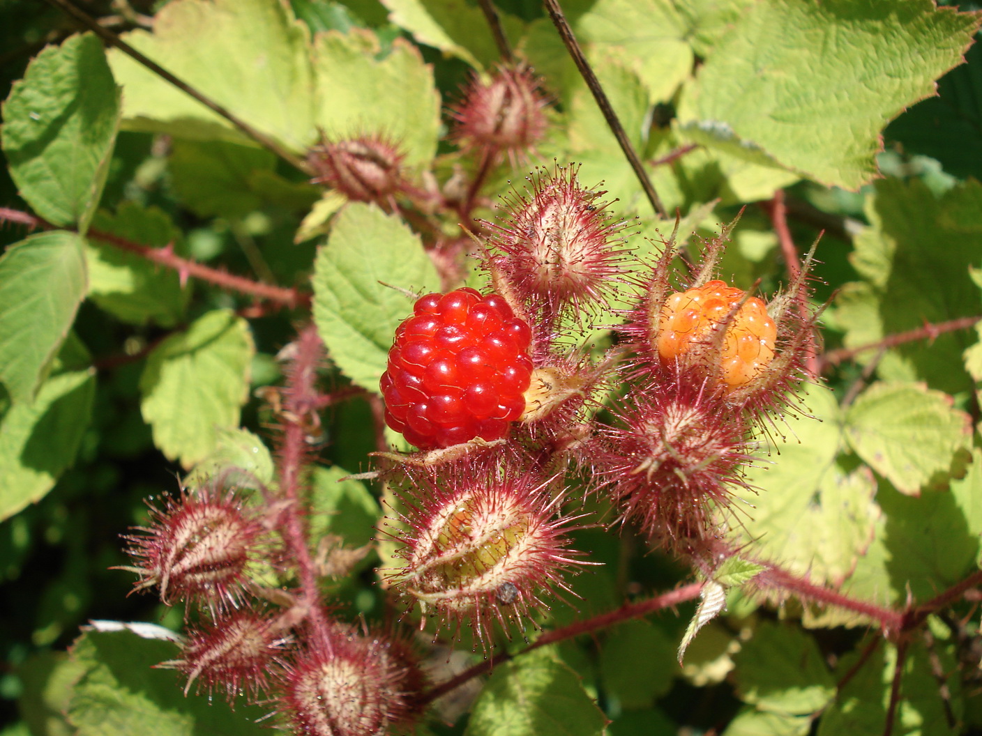 Rubus.phoenicolaisus.verwildert..JPG